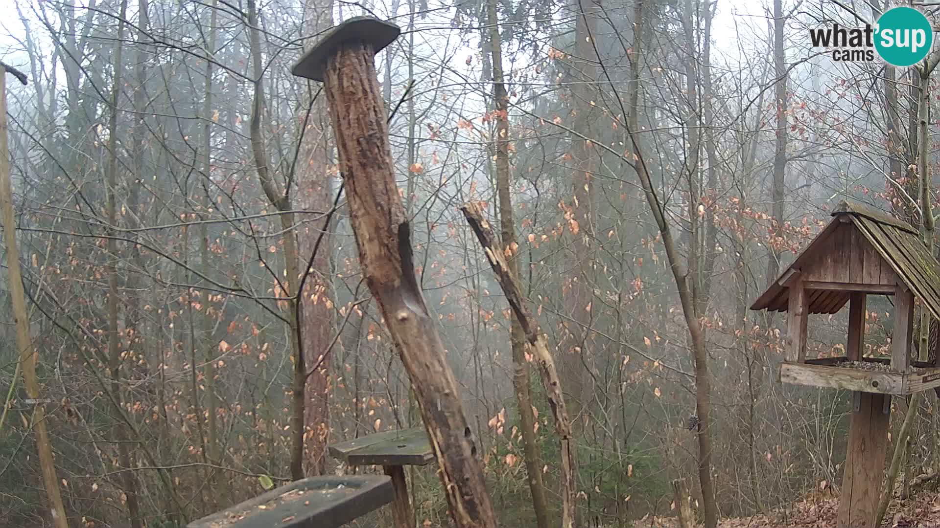 Vogelfutterhäuschen im ZOO webcam Ljubljana