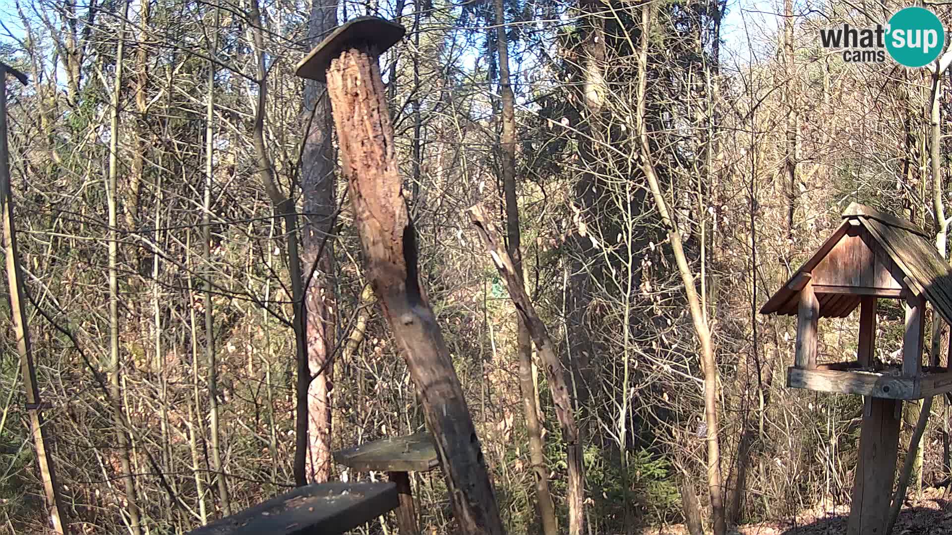 Vogelfutterhäuschen im ZOO webcam Ljubljana
