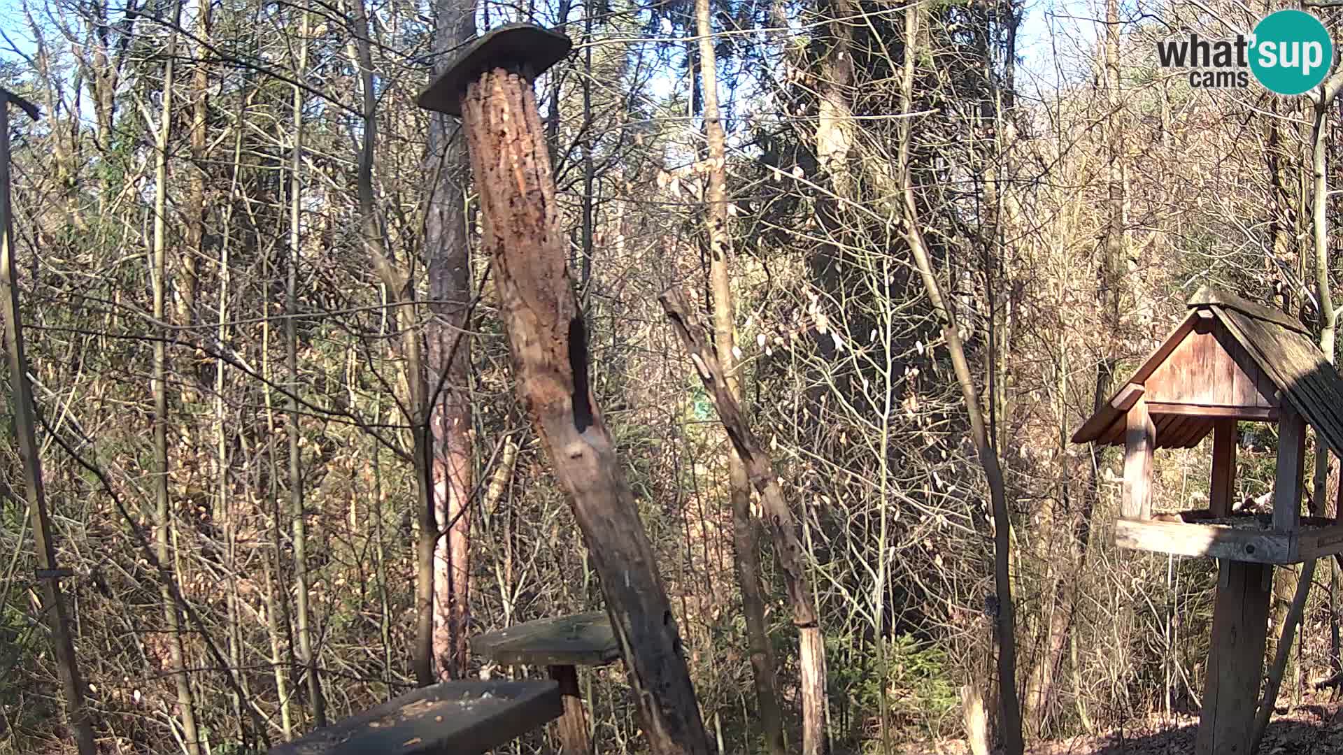 Krmilnice za ptiče v ZOO Ljubljana spletna kamera