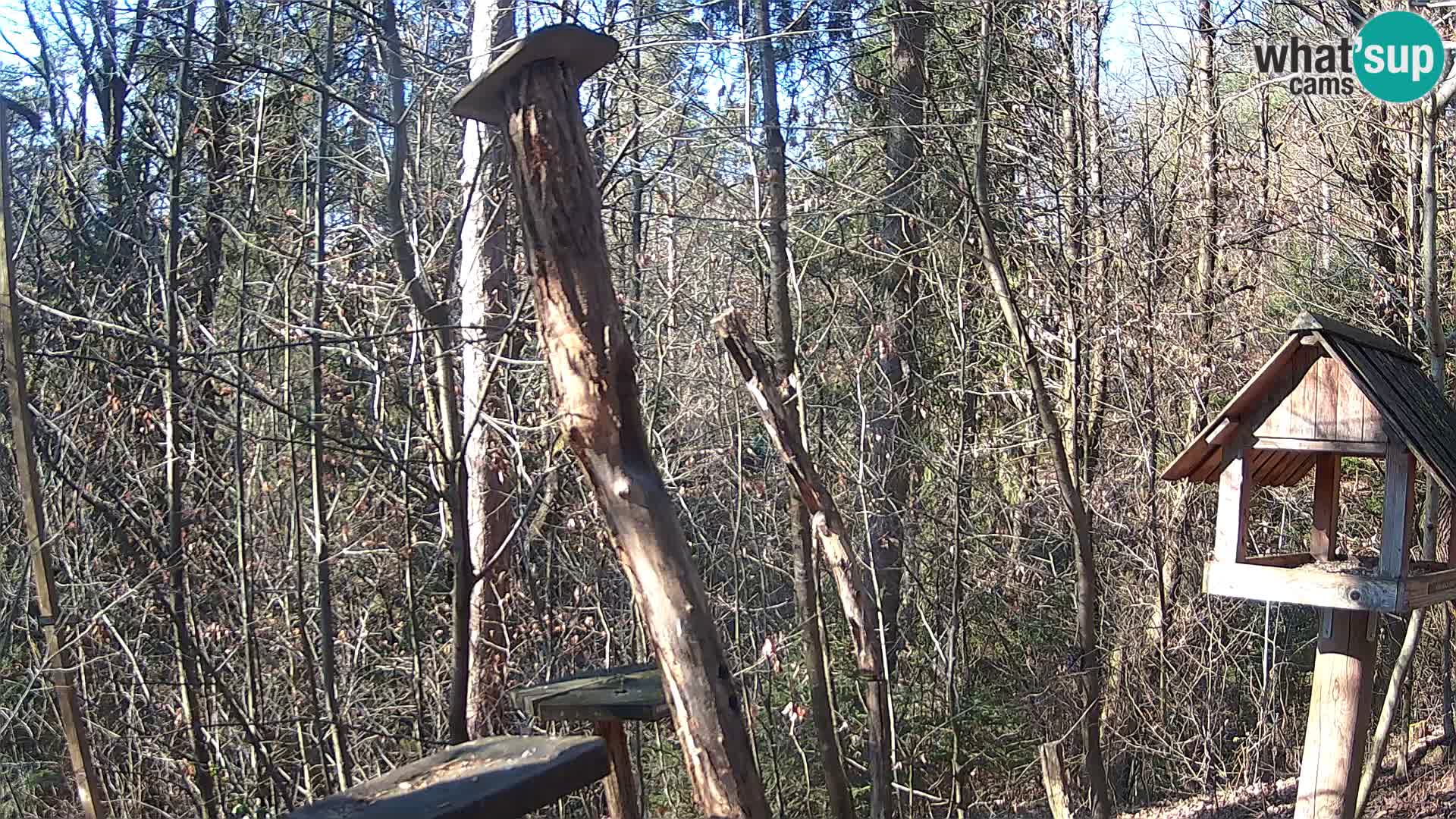 Krmilnice za ptiče v ZOO Ljubljana spletna kamera
