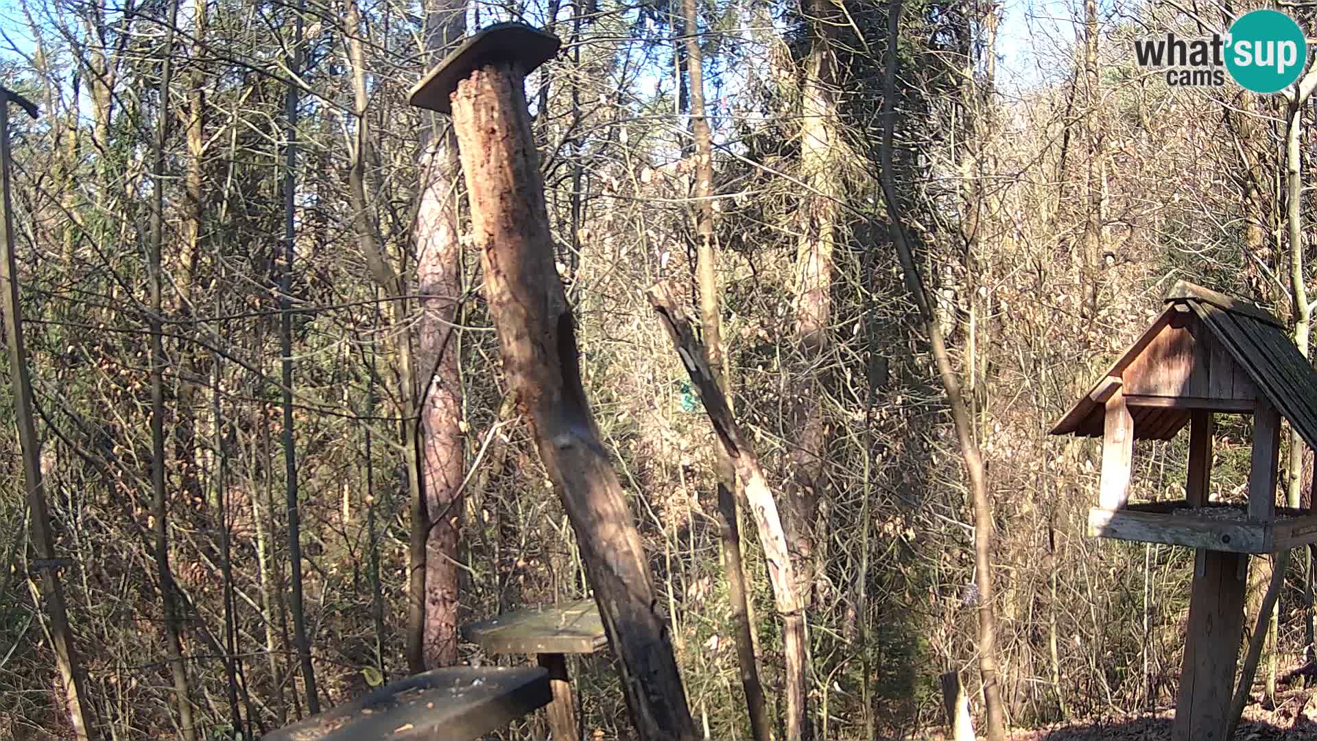 Vogelfutterhäuschen im ZOO webcam Ljubljana