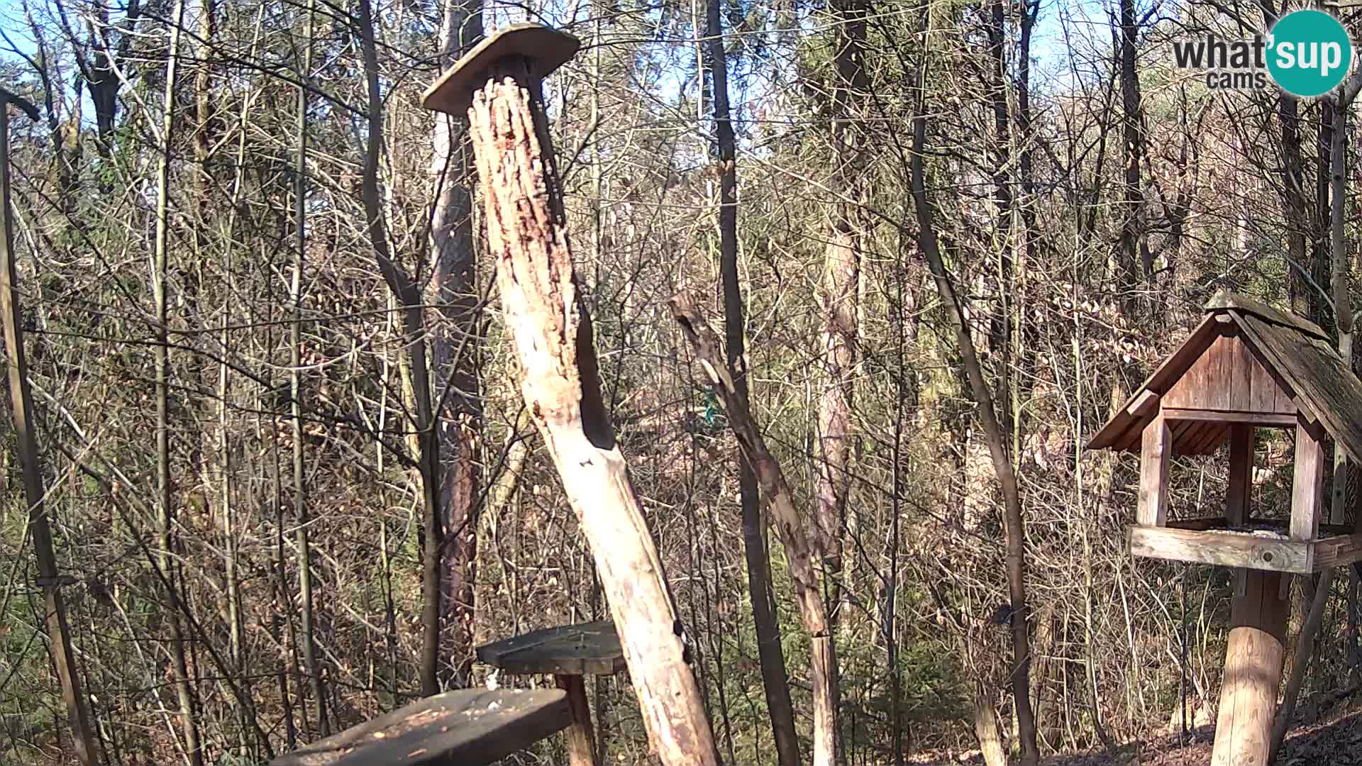 Hranilice za ptice u ZOO web kamera Ljubljana