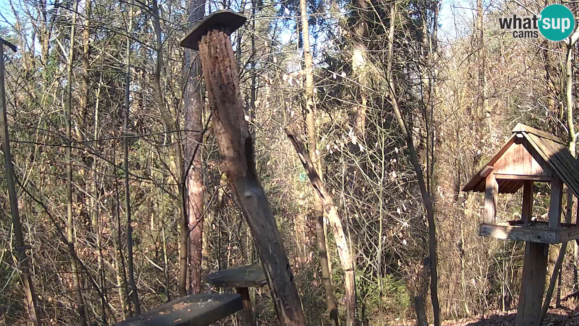 Hranilice za ptice u ZOO web kamera Ljubljana