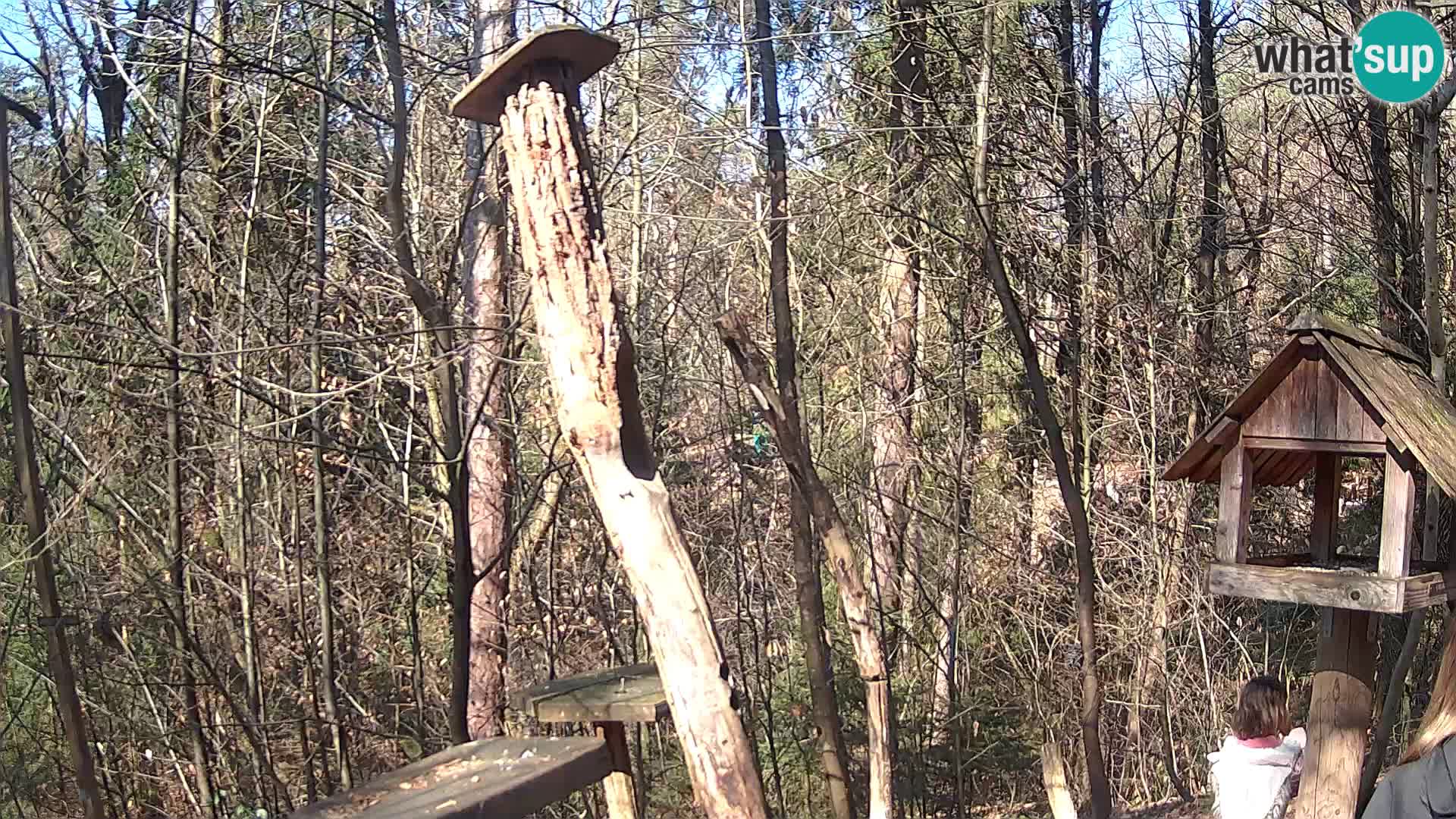 Krmilnice za ptiče v ZOO Ljubljana spletna kamera