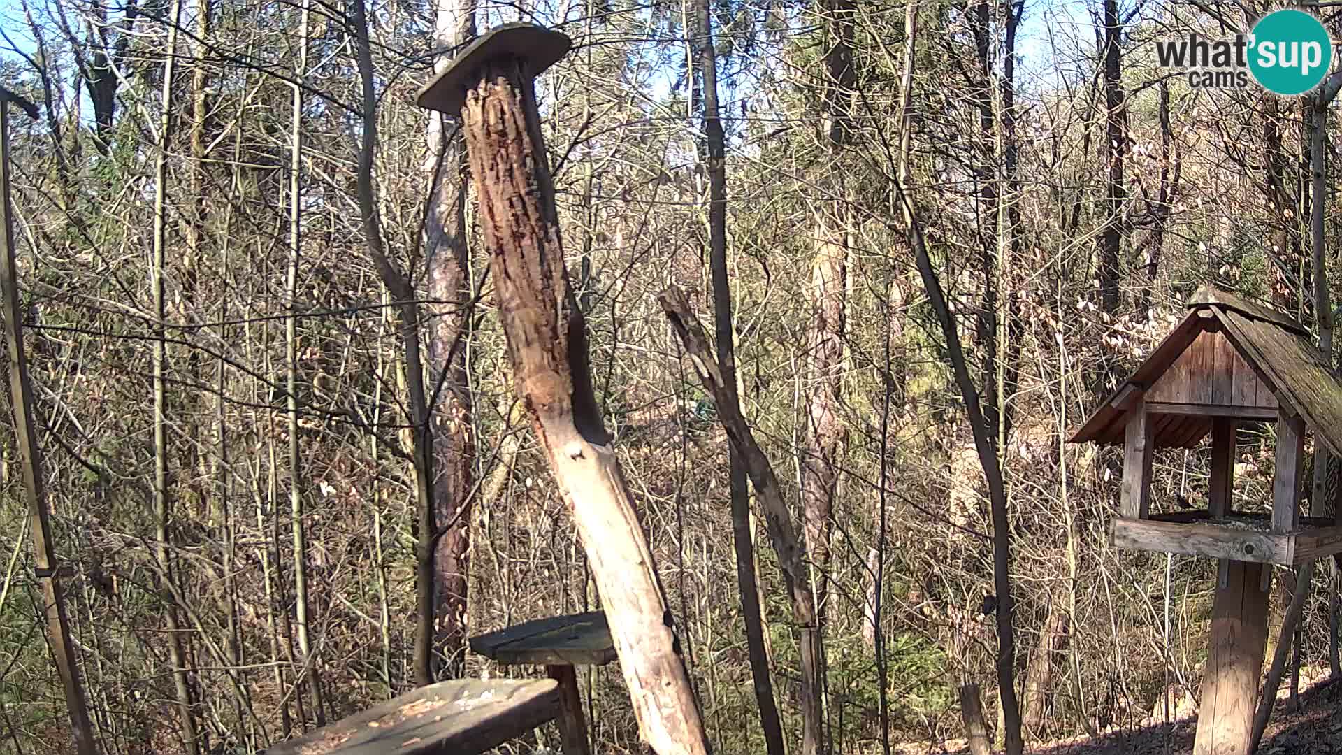 Mangiatoie per uccelli allo ZOO di Lubiana livecam