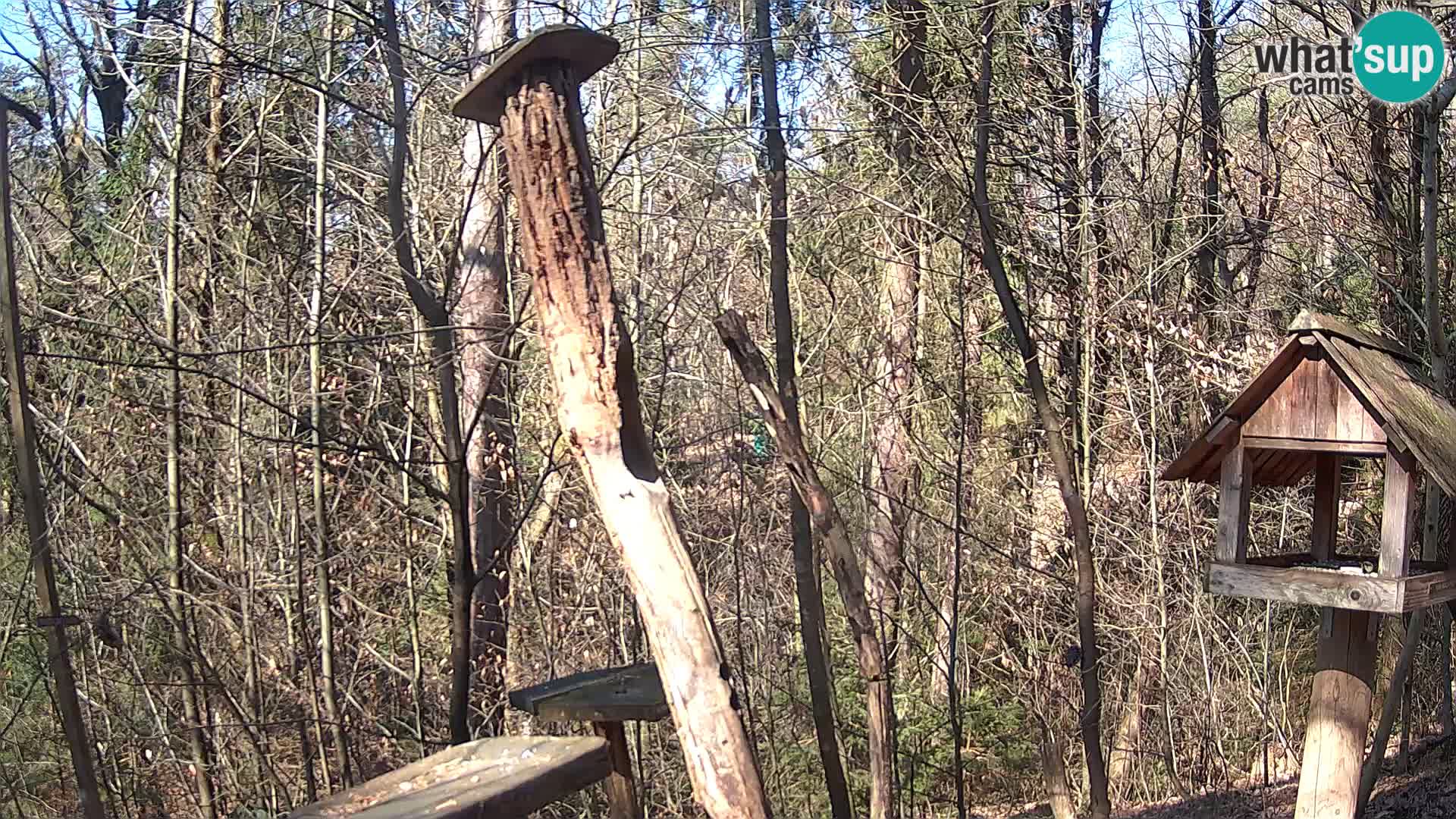 Mangeoires pour oiseaux au ZOO live webcam Ljubljana