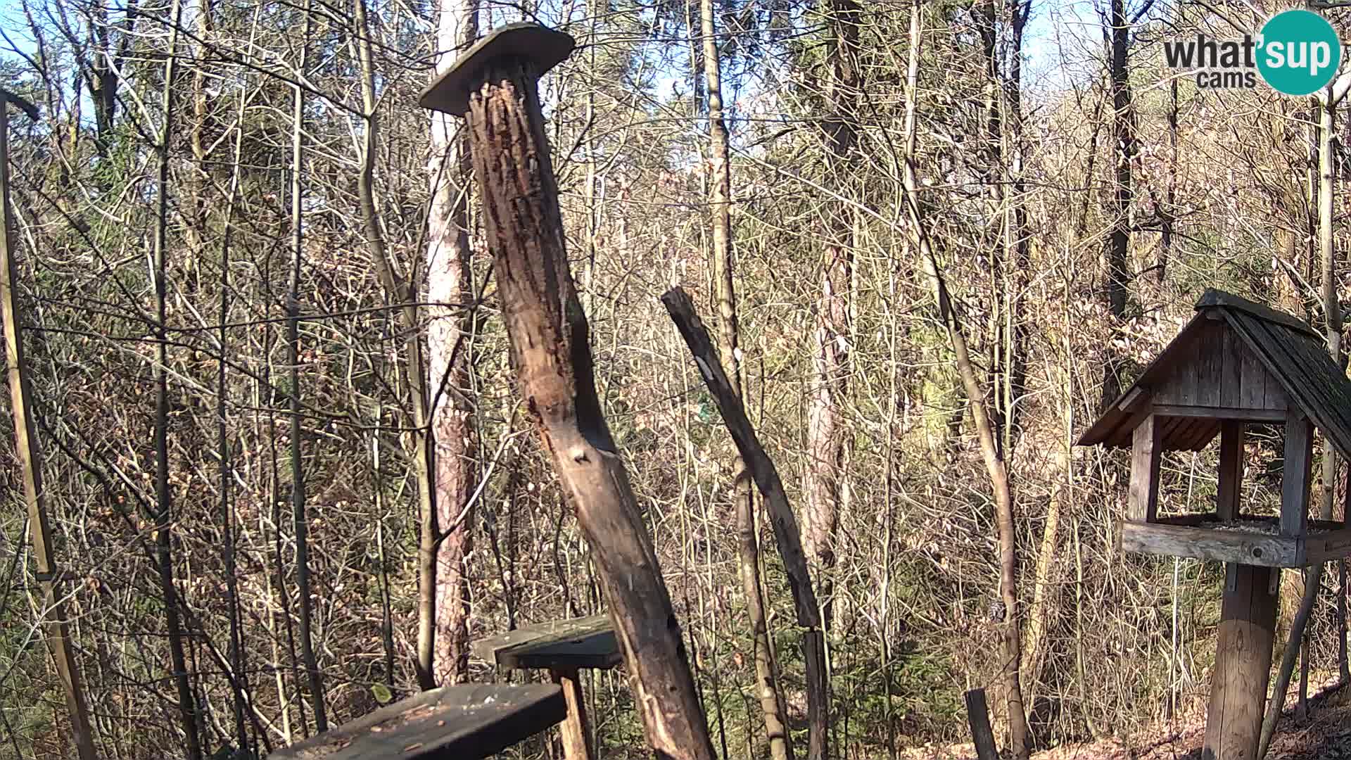 Bird feeders at ZOO Ljubljana webcam