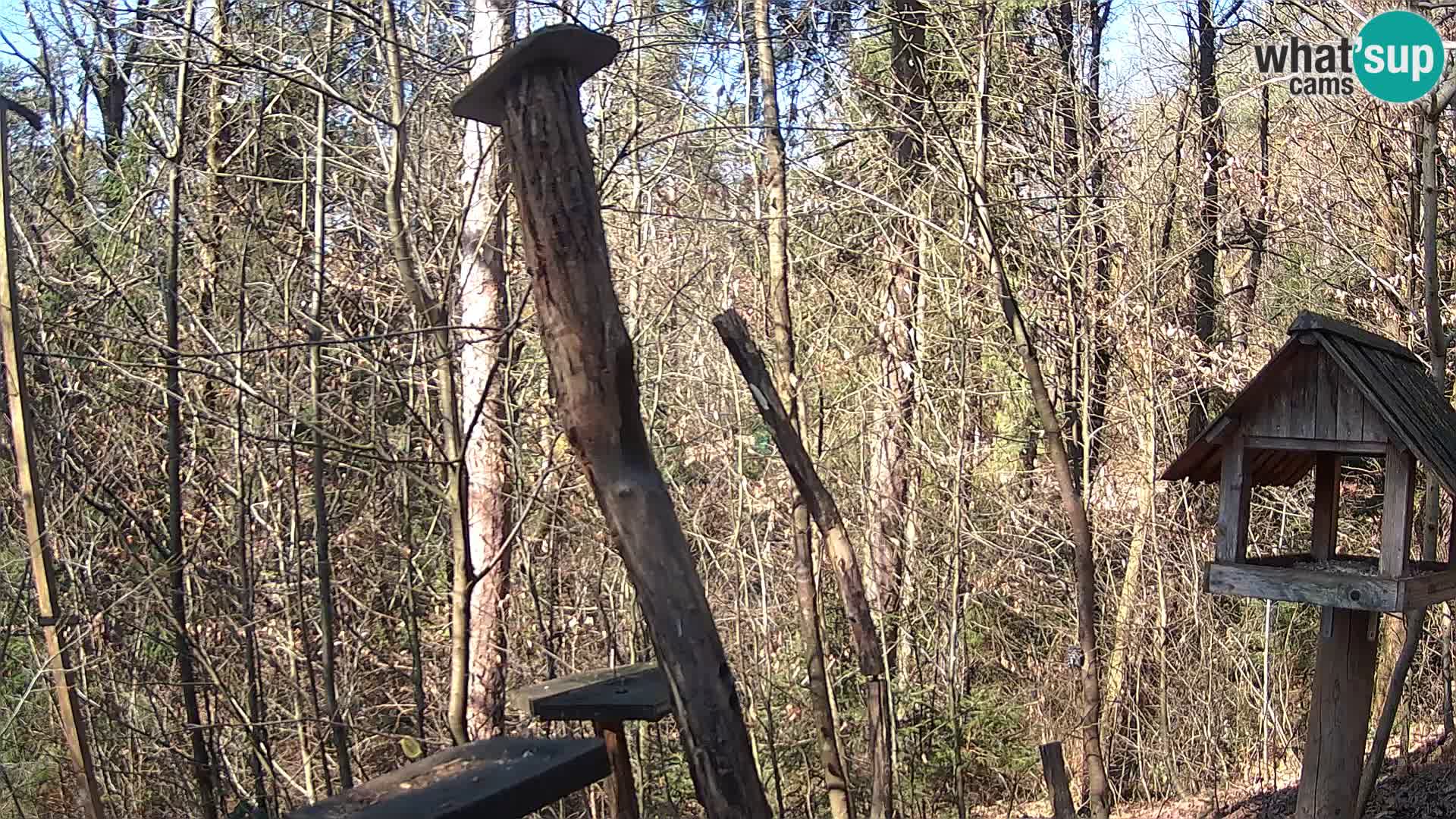 Bird feeders at ZOO Ljubljana webcam