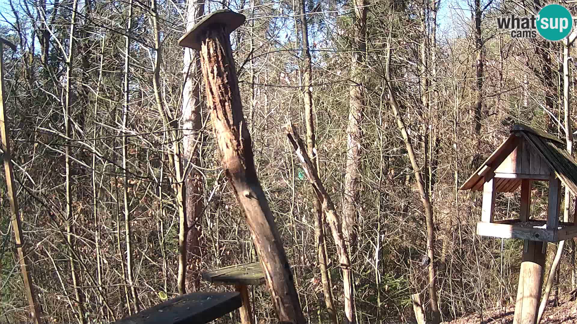 Krmilnice za ptiče v ZOO Ljubljana spletna kamera