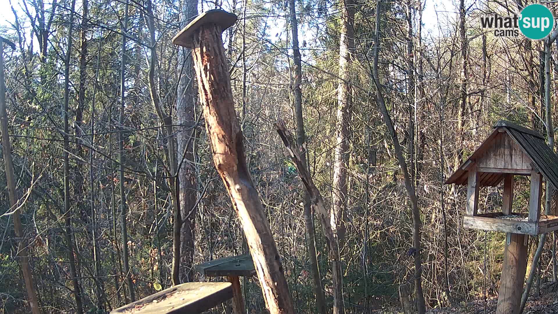 Mangeoires pour oiseaux au ZOO live webcam Ljubljana