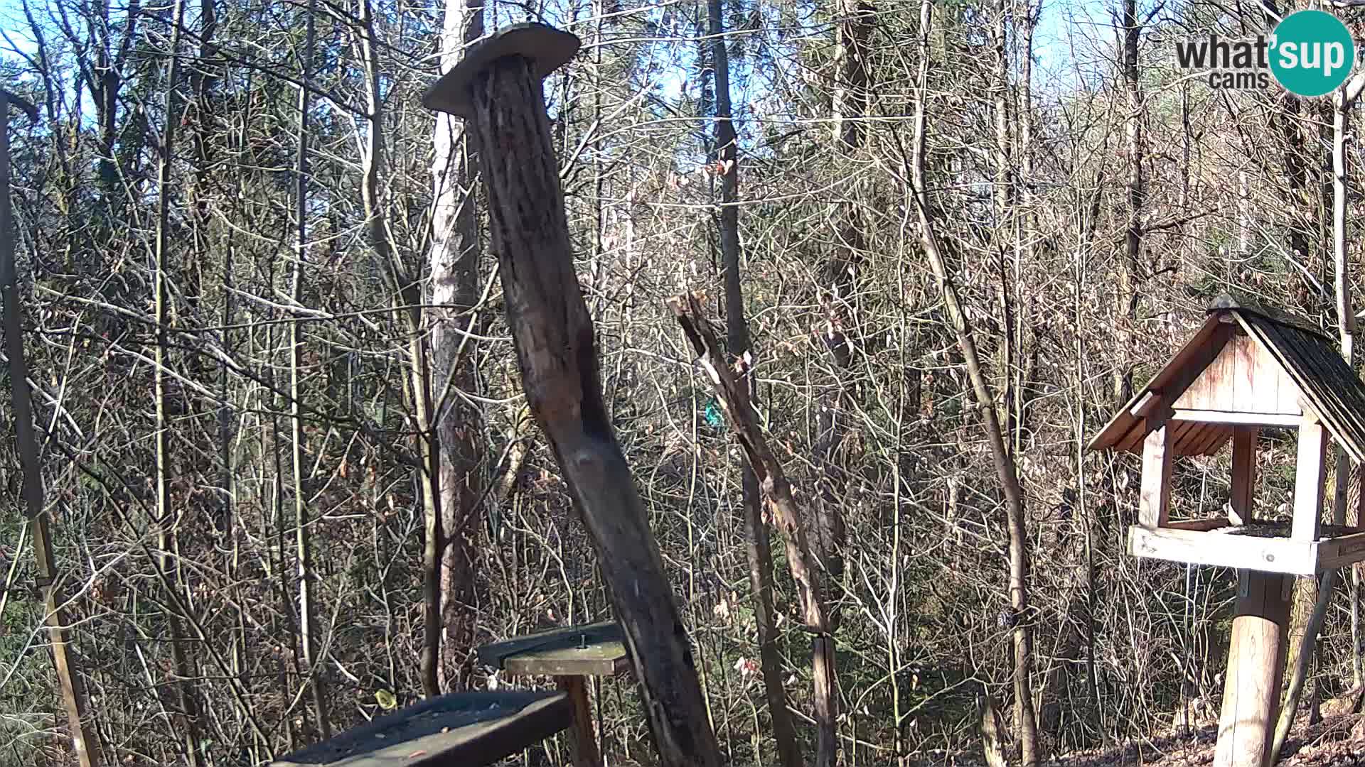 Comederos para pájaros en ZOO Ljubljana camera en vivo