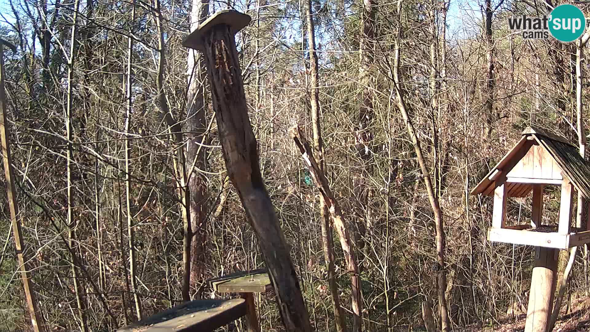 Comederos para pájaros en ZOO Ljubljana camera en vivo