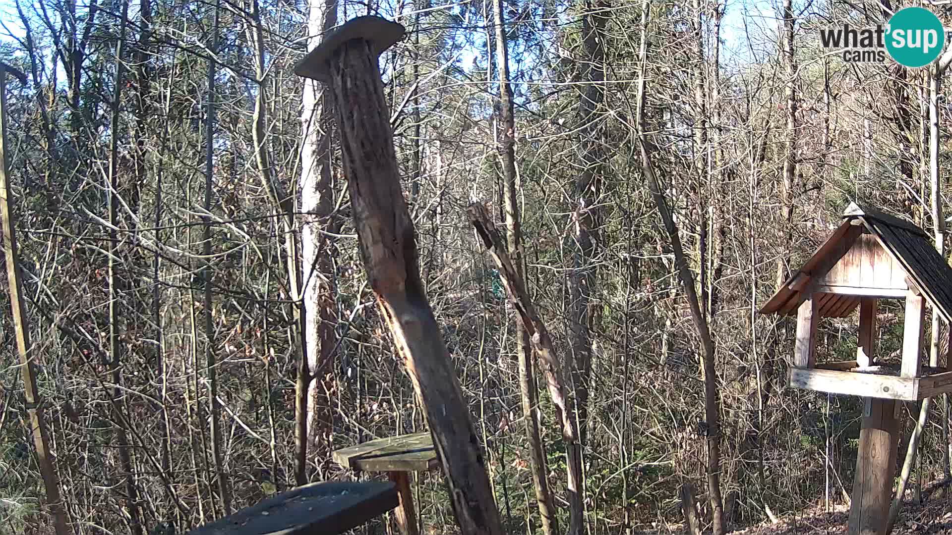 Vogelfutterhäuschen im ZOO webcam Ljubljana