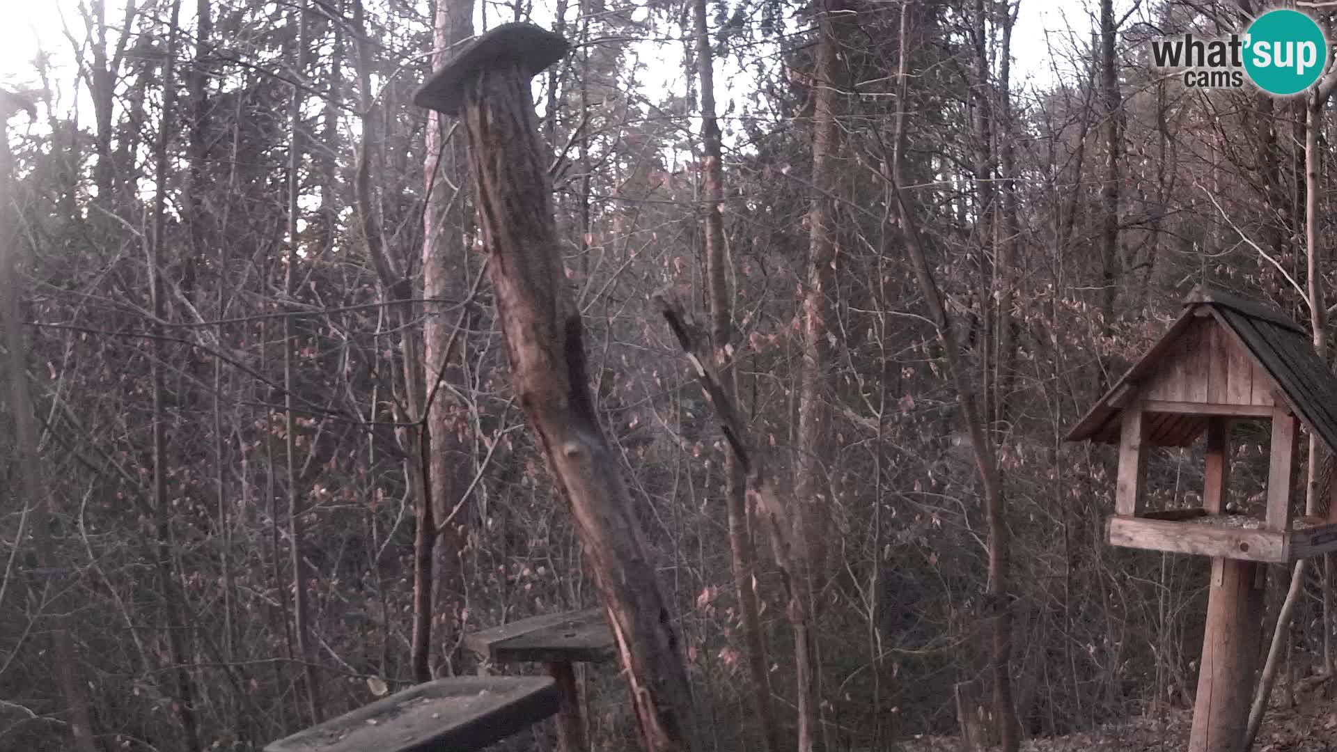 Bird feeders at ZOO Ljubljana webcam