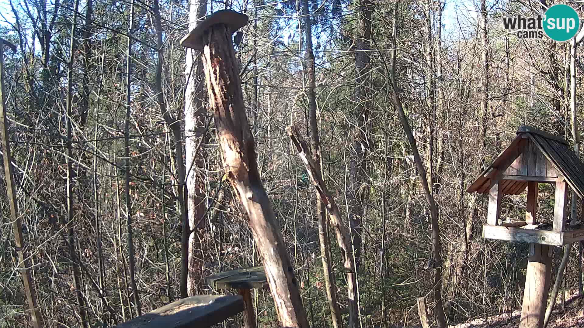 Vogelfutterhäuschen im ZOO webcam Ljubljana