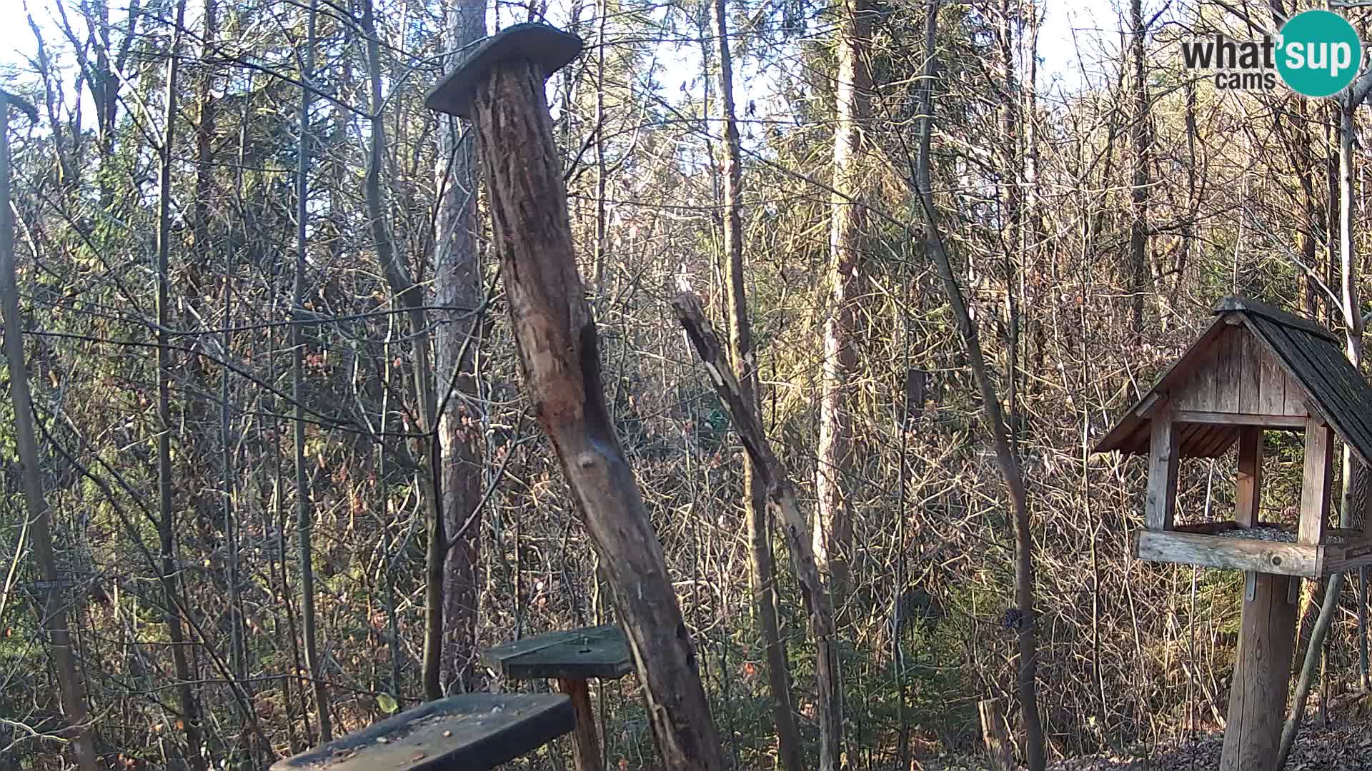 Hranilice za ptice u ZOO web kamera Ljubljana