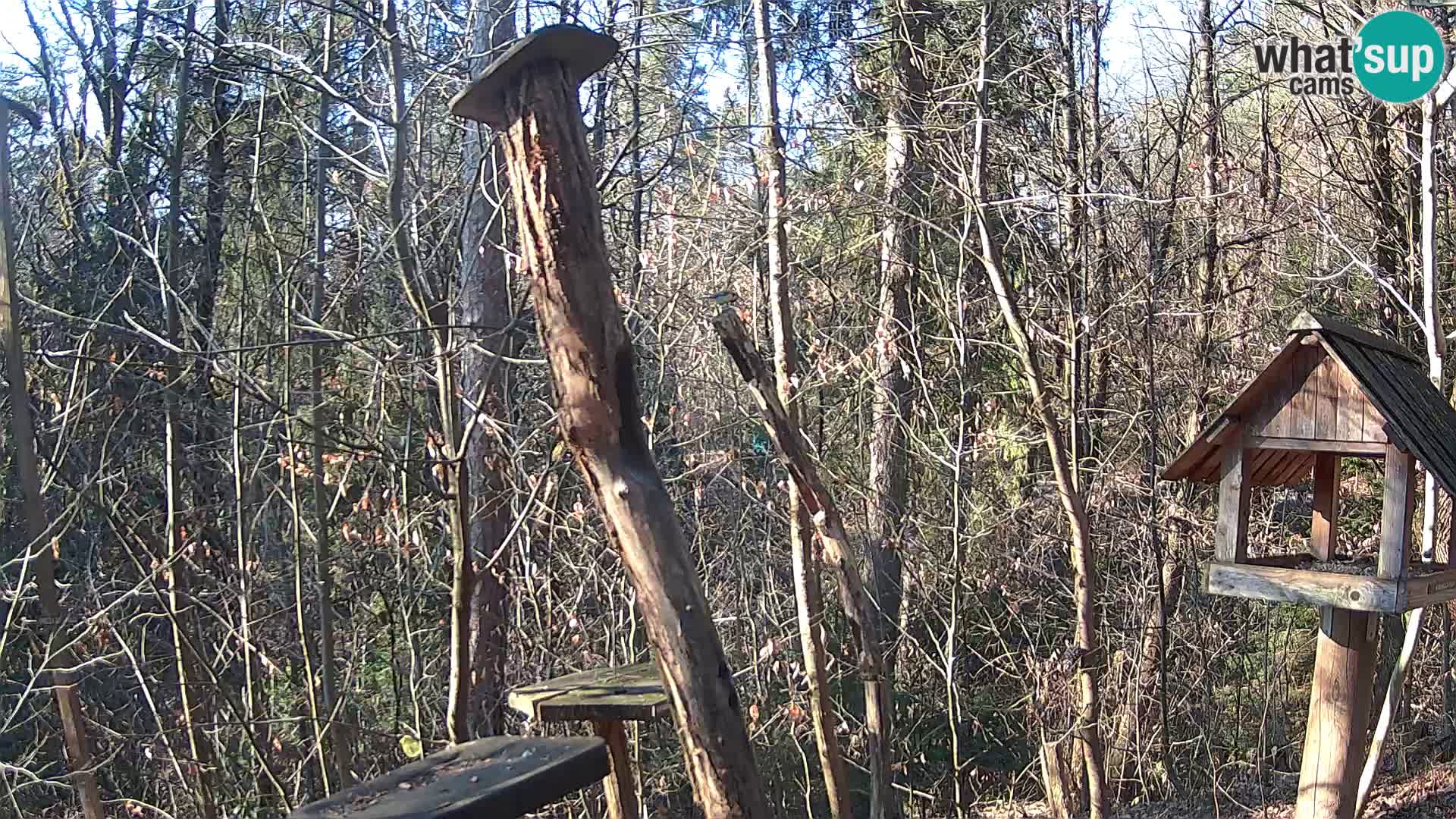 Hranilice za ptice u ZOO web kamera Ljubljana