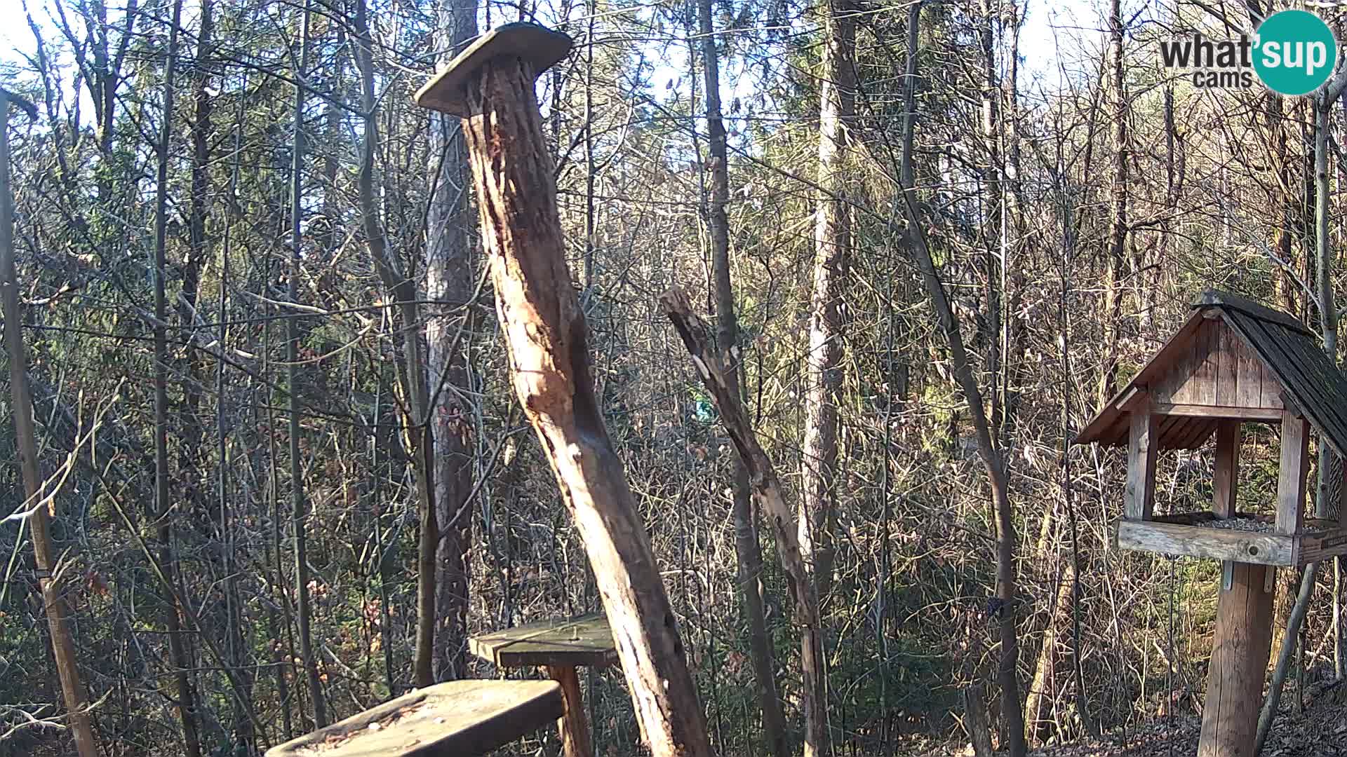 Mangiatoie per uccelli allo ZOO di Lubiana livecam