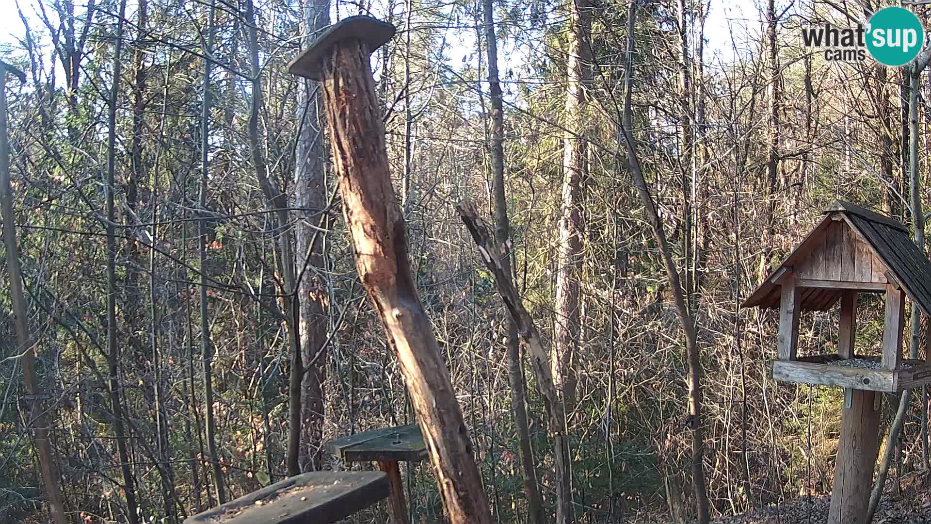Mangeoires pour oiseaux au ZOO live webcam Ljubljana