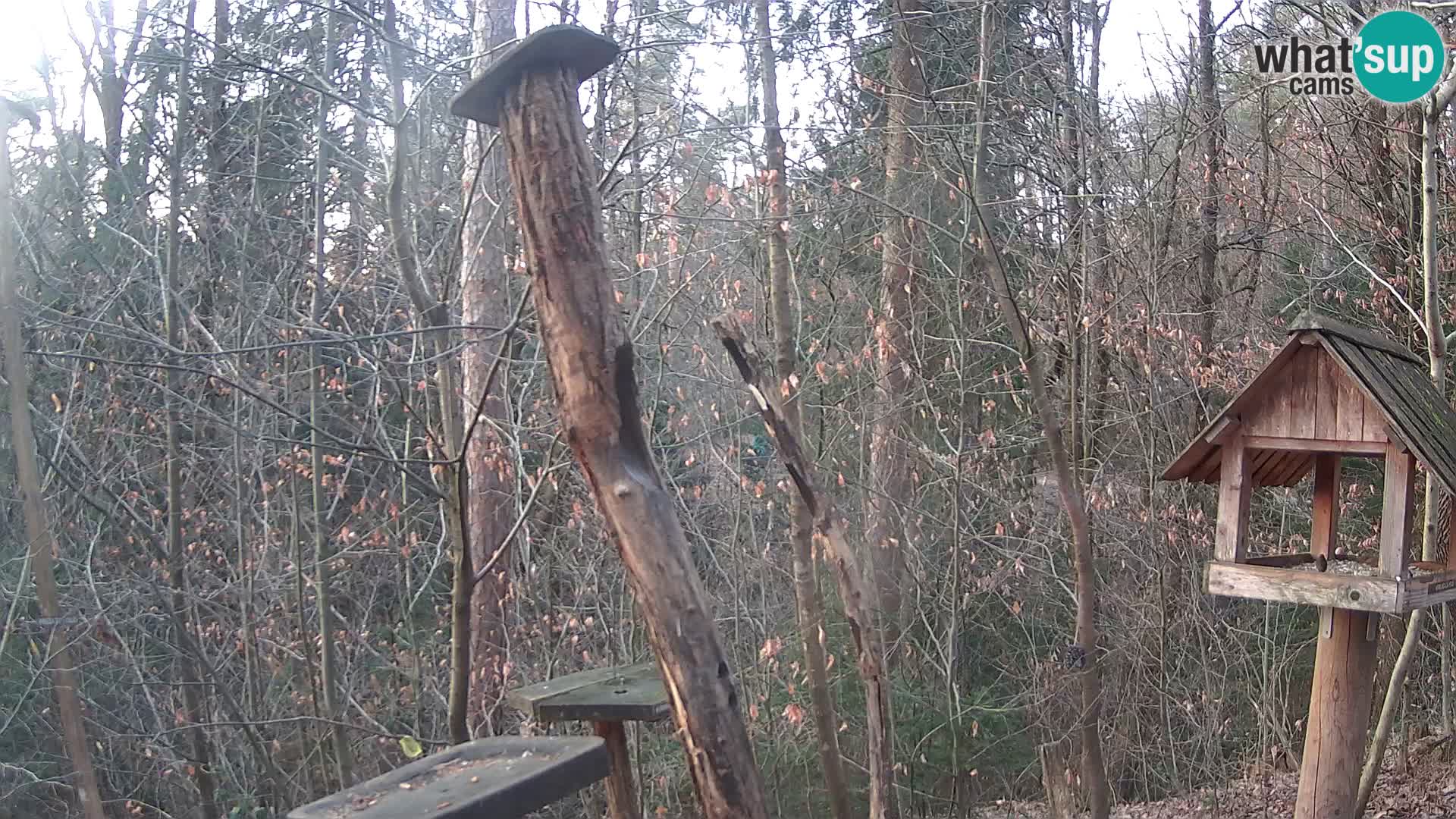 Mangeoires pour oiseaux au ZOO live webcam Ljubljana