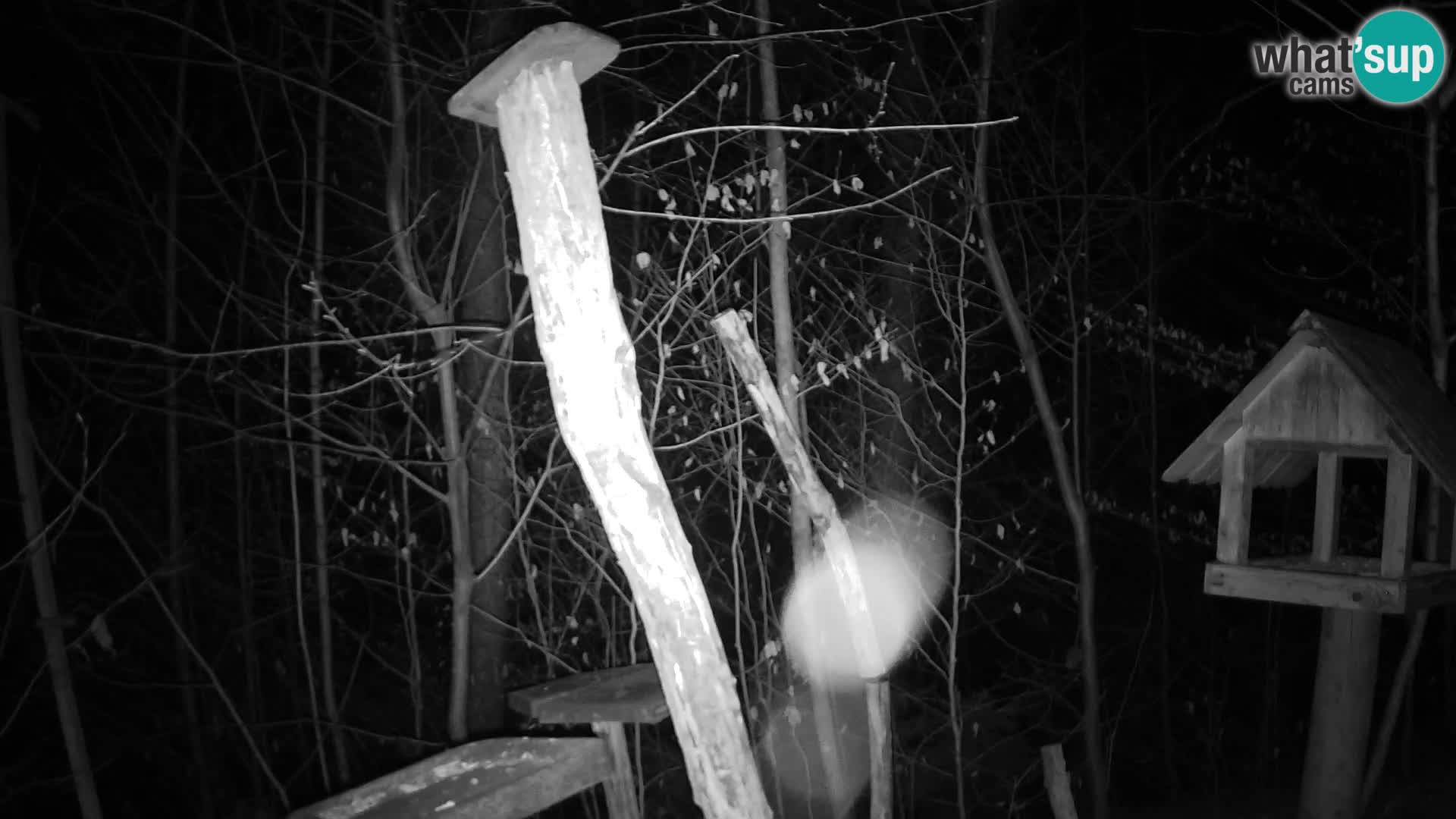 Bird feeders at ZOO Ljubljana webcam