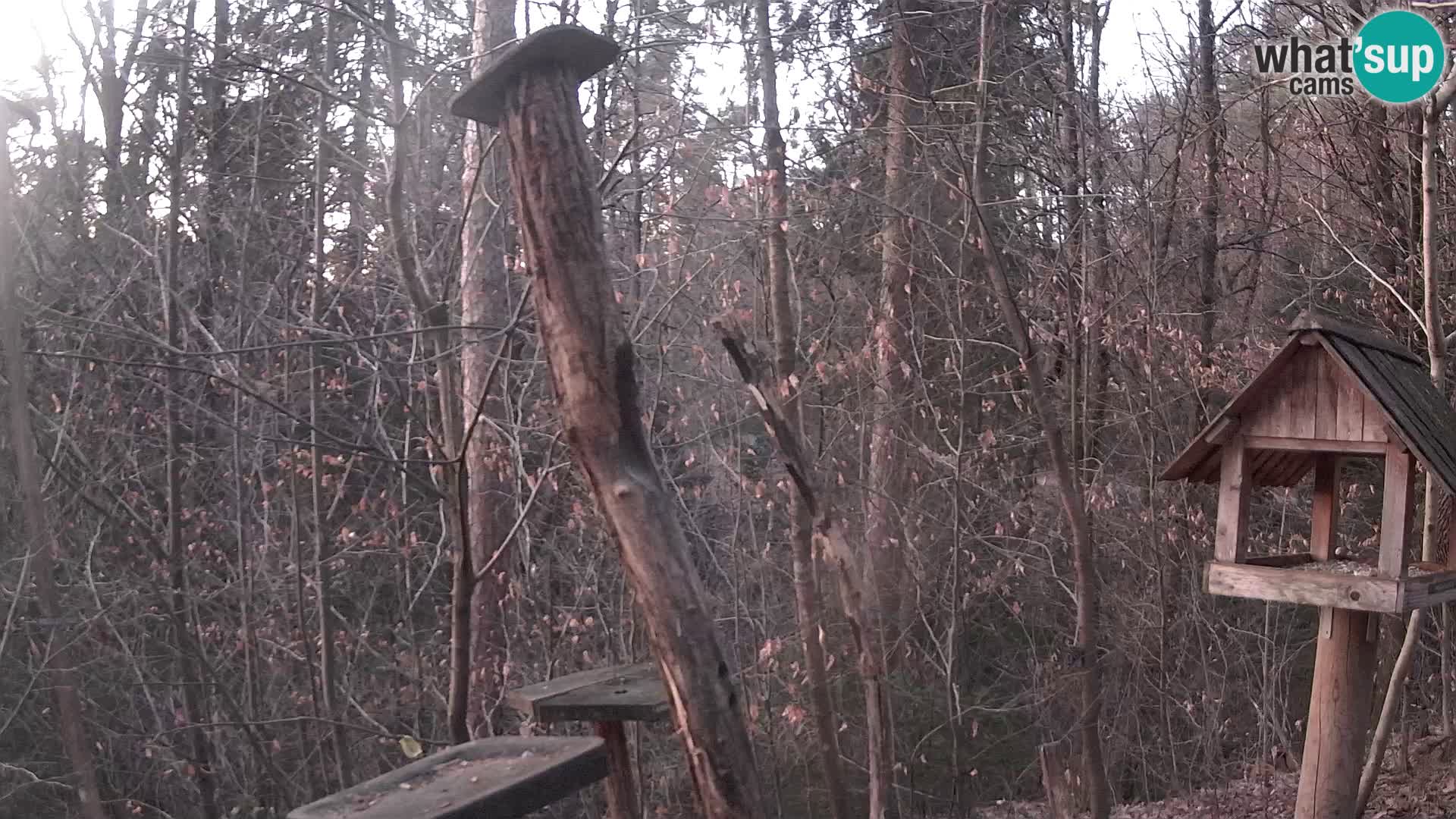 Hranilice za ptice u ZOO web kamera Ljubljana