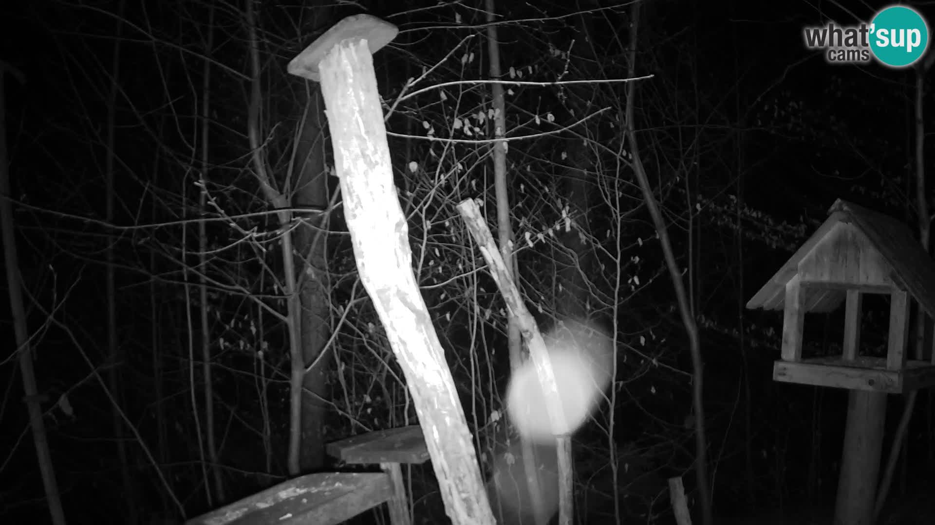 Comederos para pájaros en ZOO Ljubljana camera en vivo