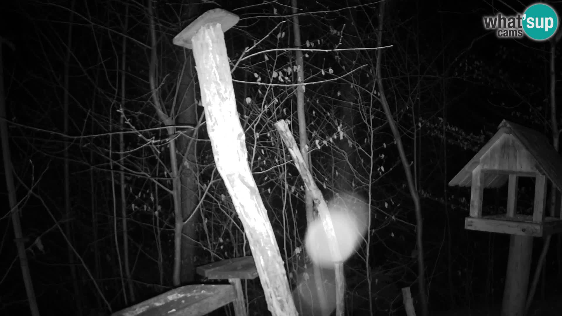 Mangiatoie per uccelli allo ZOO di Lubiana livecam