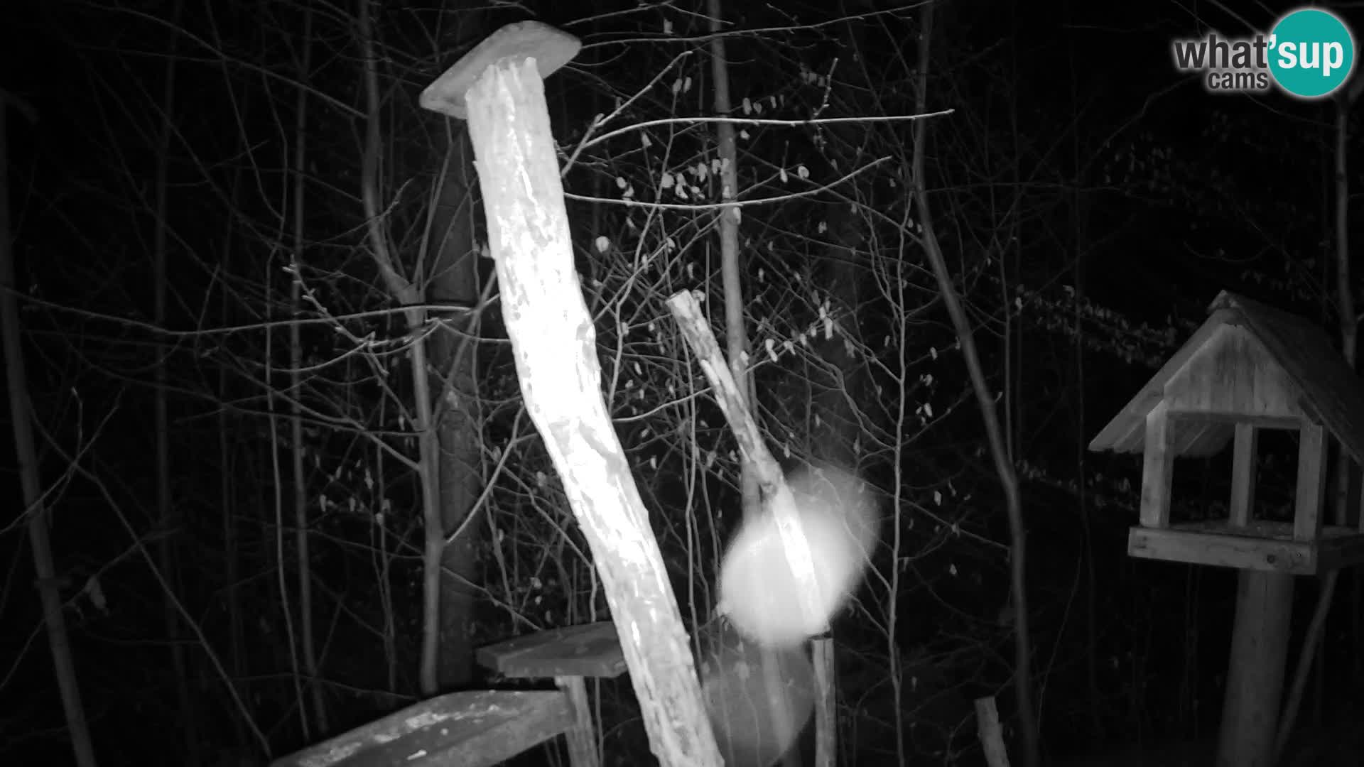 Bird feeders at ZOO Ljubljana webcam