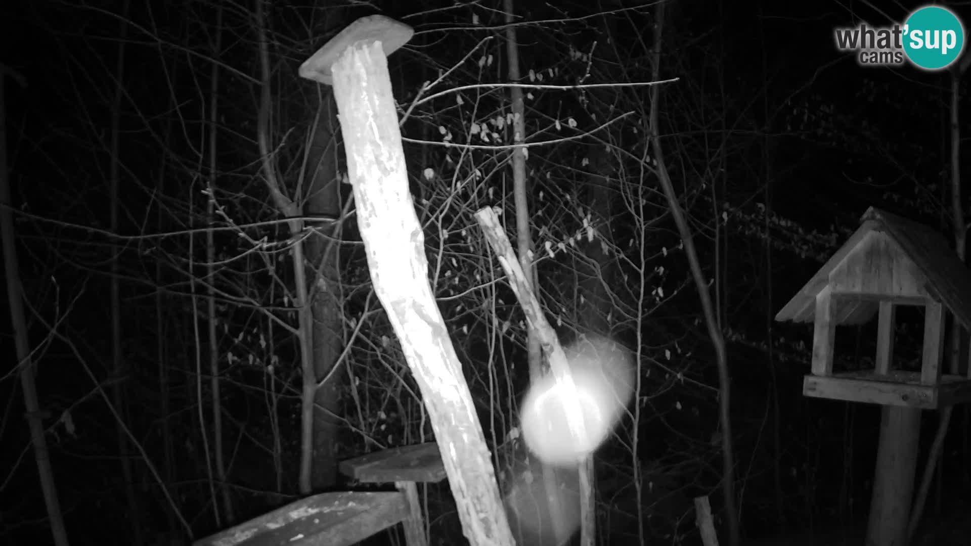 Mangeoires pour oiseaux au ZOO live webcam Ljubljana