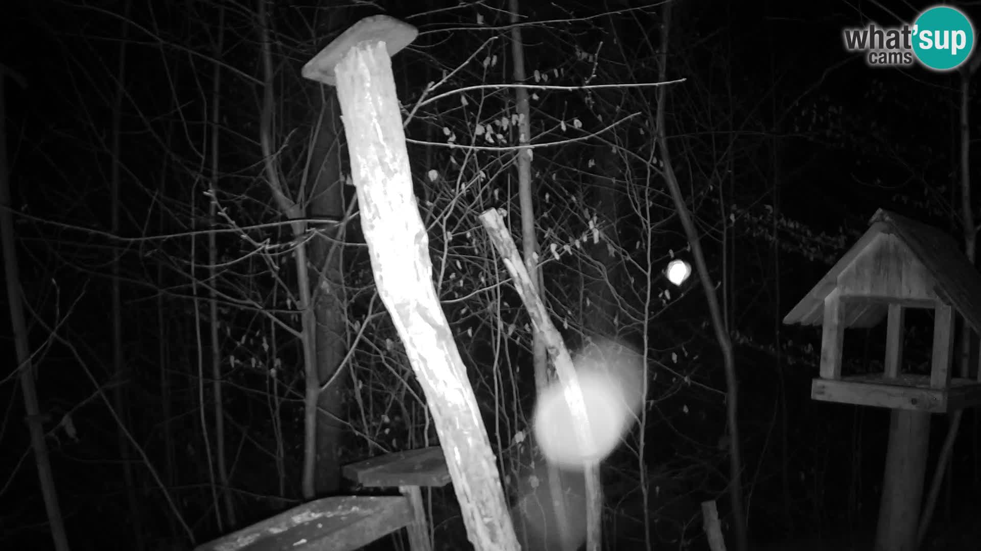 Mangeoires pour oiseaux au ZOO live webcam Ljubljana