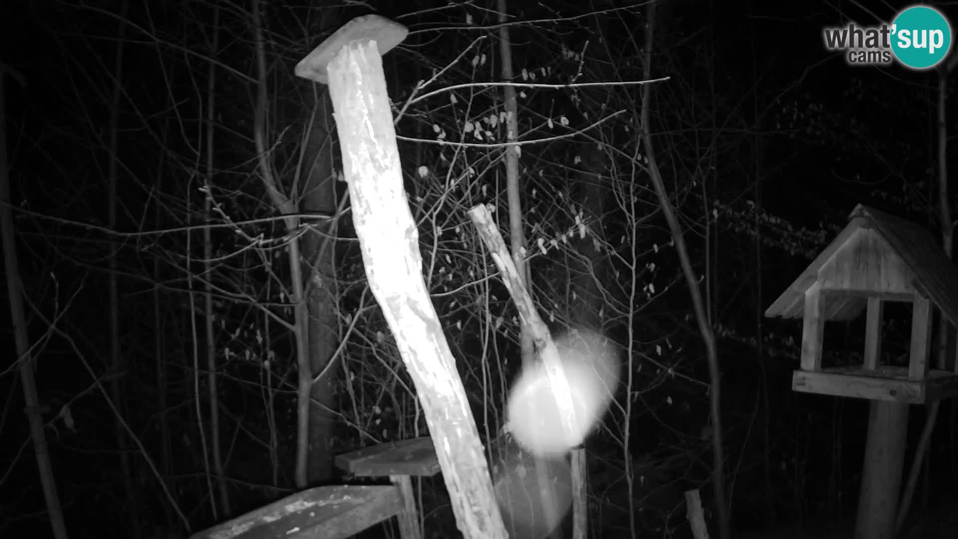 Mangiatoie per uccelli allo ZOO di Lubiana livecam