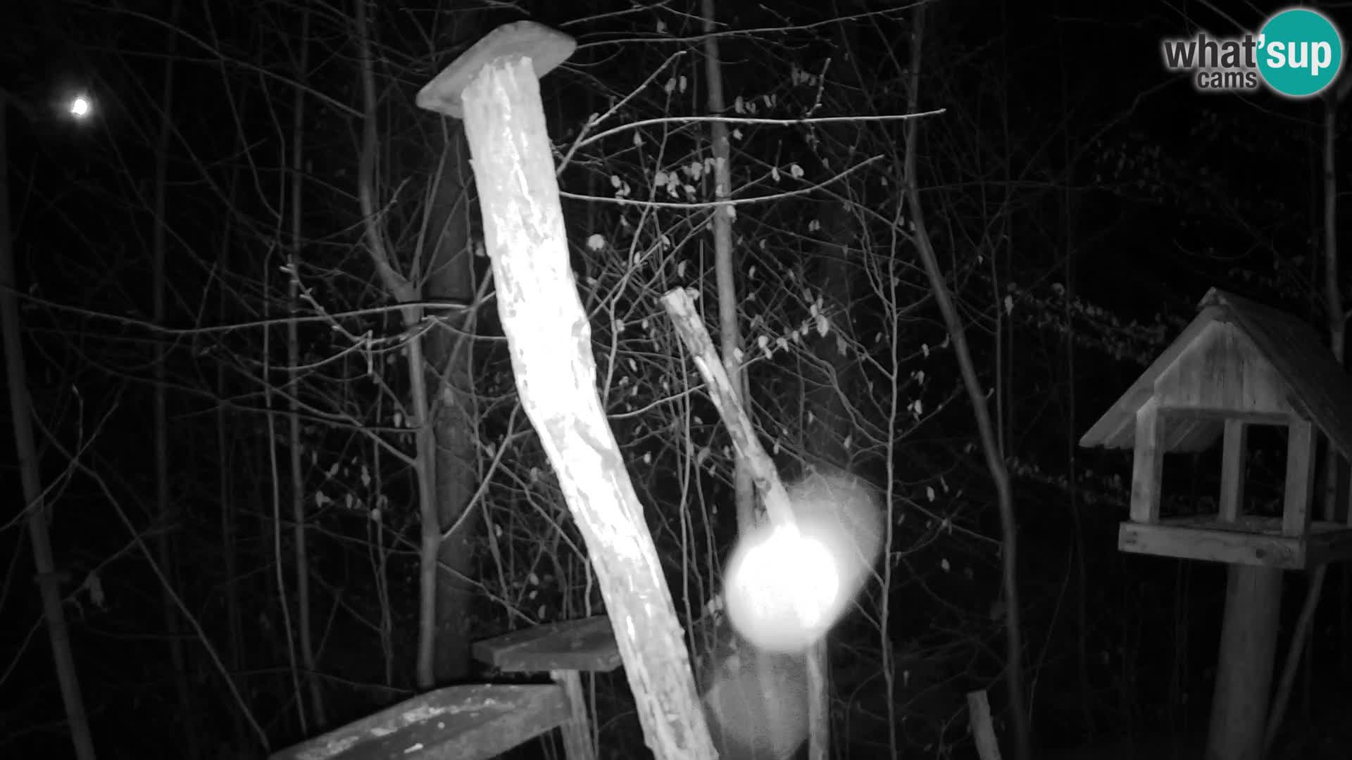 Mangiatoie per uccelli allo ZOO di Lubiana livecam