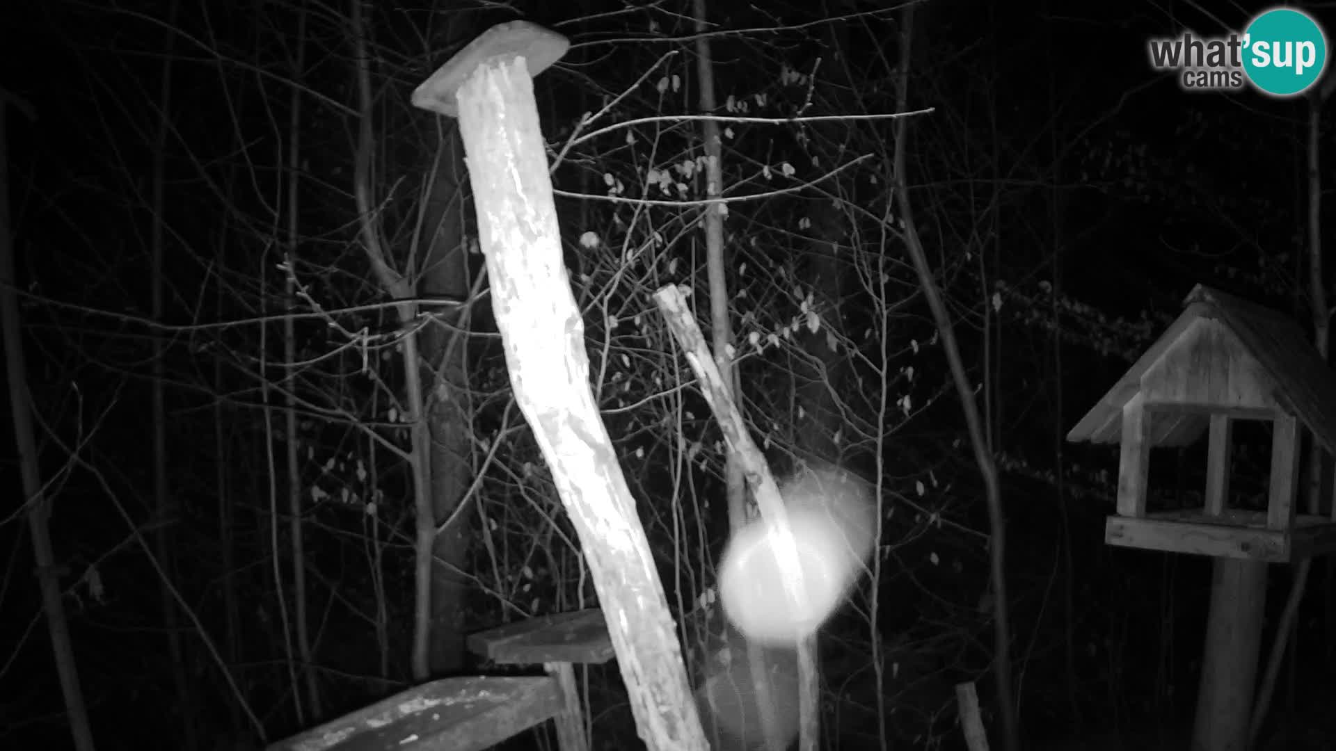 Mangeoires pour oiseaux au ZOO live webcam Ljubljana