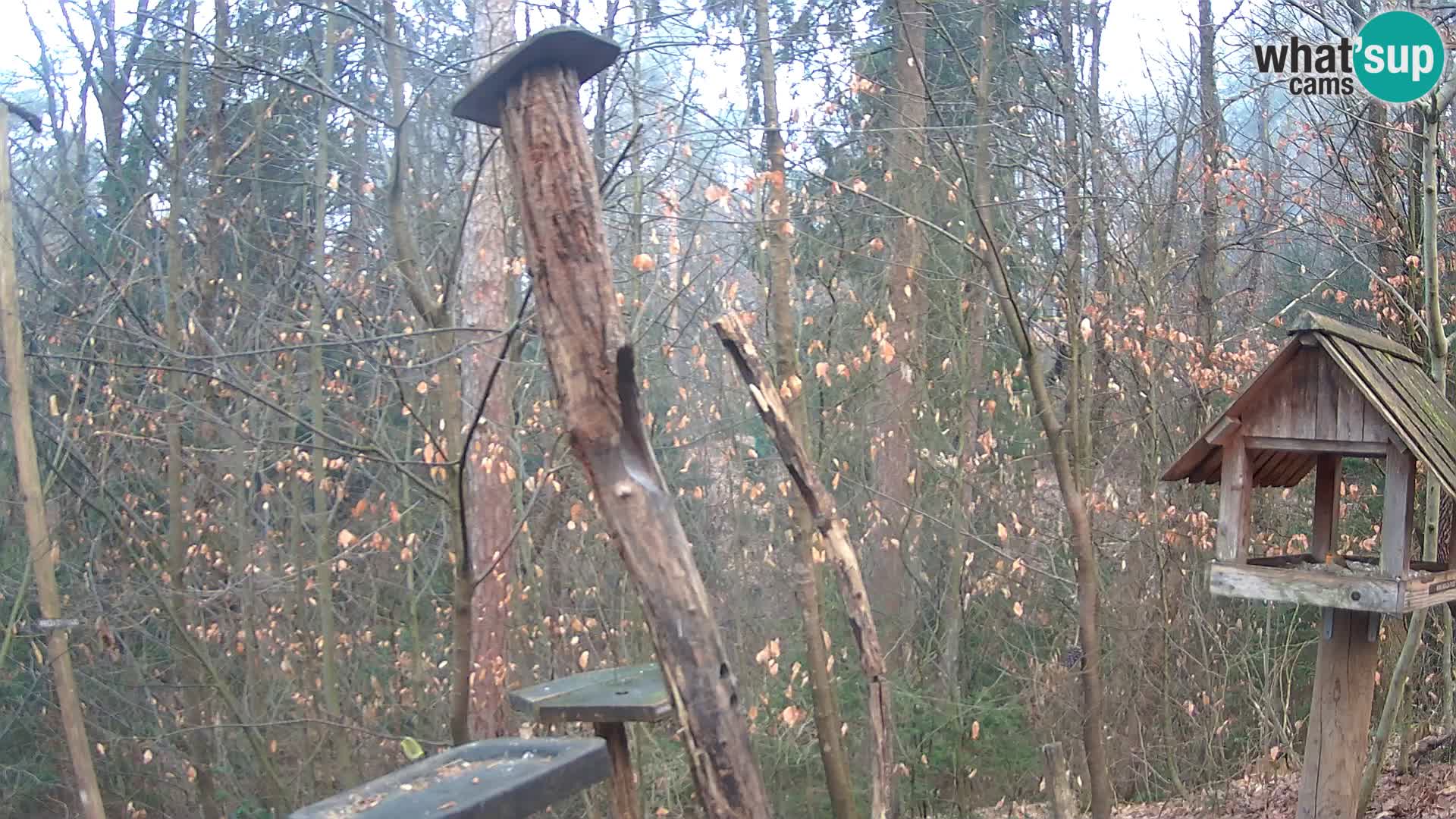 Mangeoires pour oiseaux au ZOO live webcam Ljubljana
