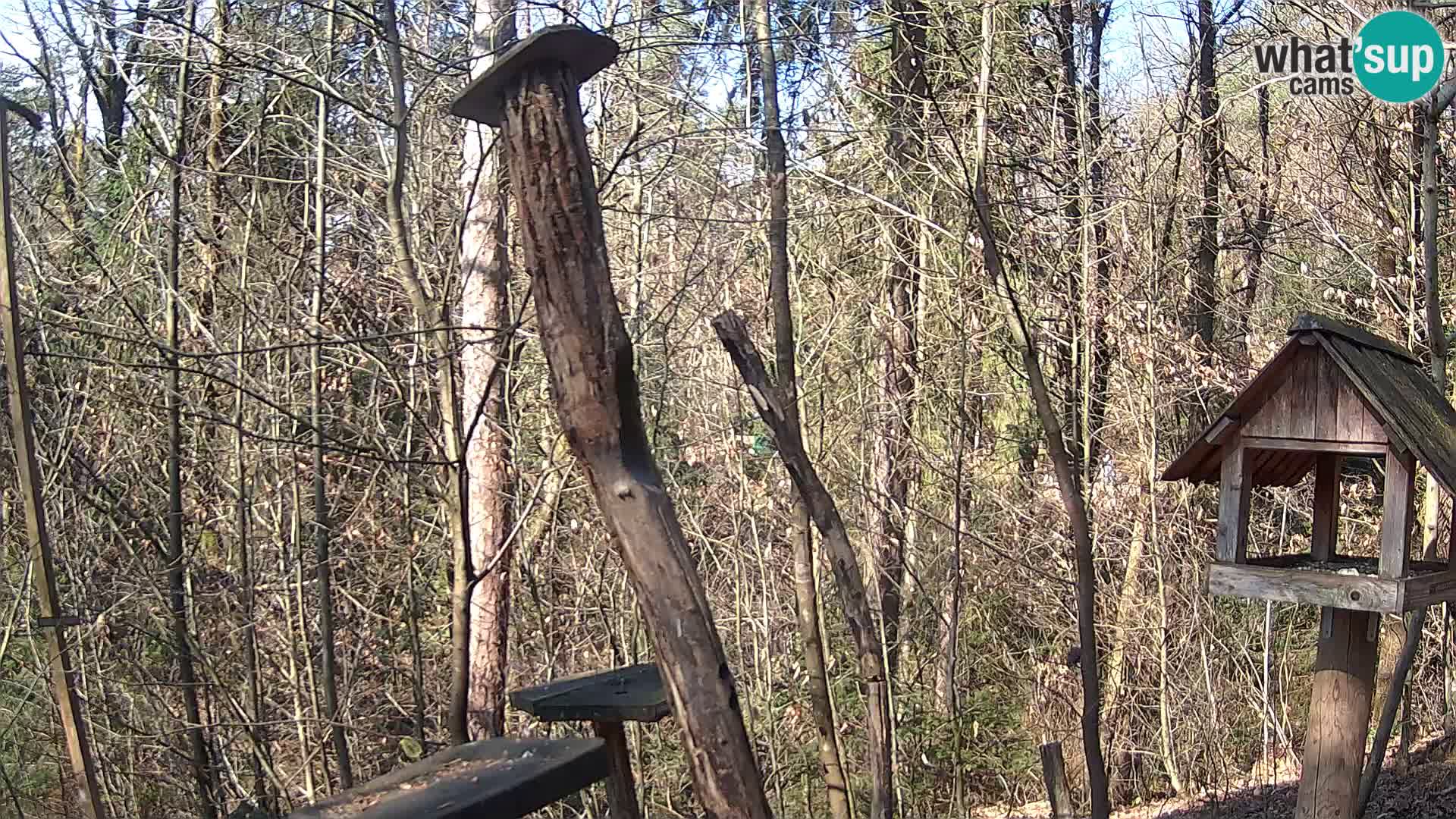 Comederos para pájaros en ZOO Ljubljana camera en vivo