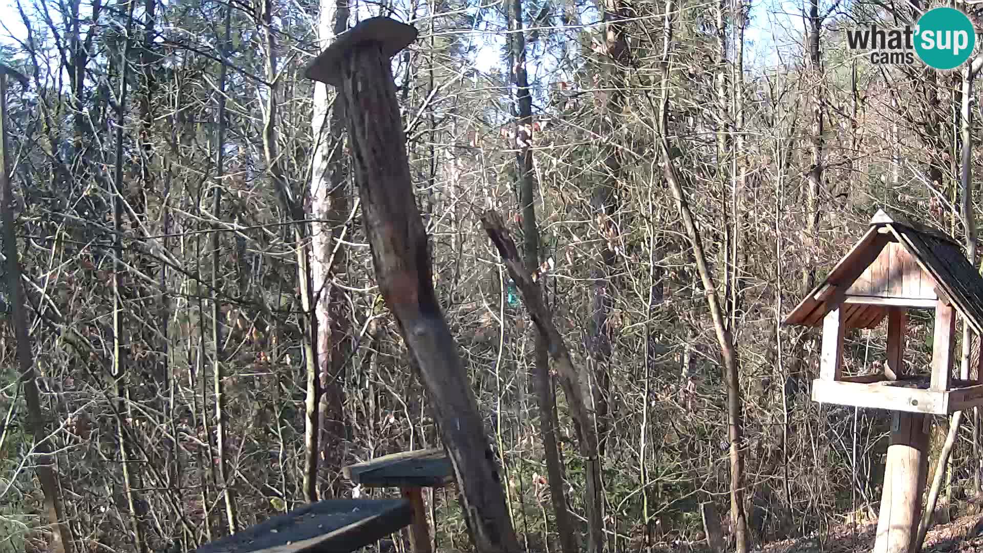 Mangeoires pour oiseaux au ZOO live webcam Ljubljana