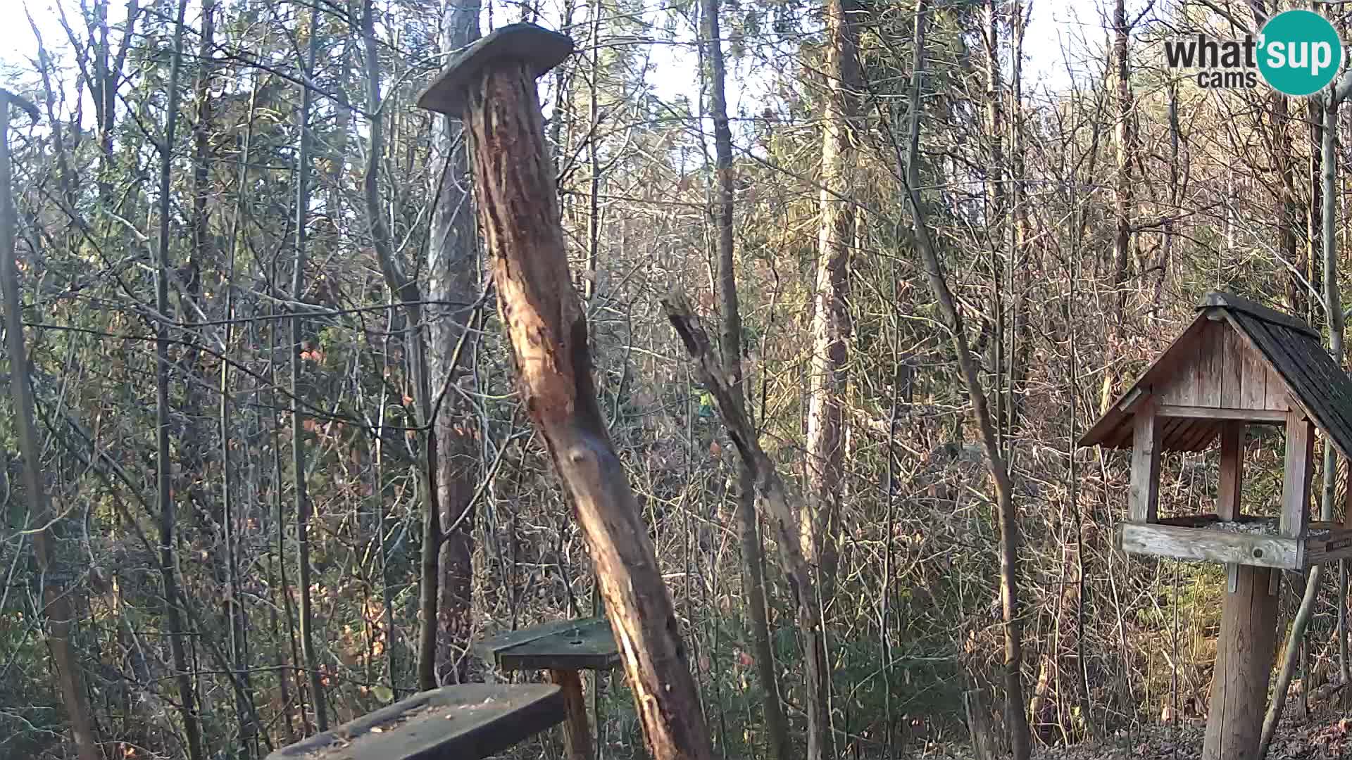 Hranilice za ptice u ZOO web kamera Ljubljana