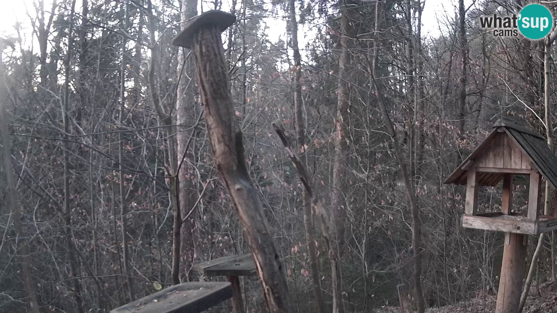 Bird feeders at ZOO Ljubljana webcam