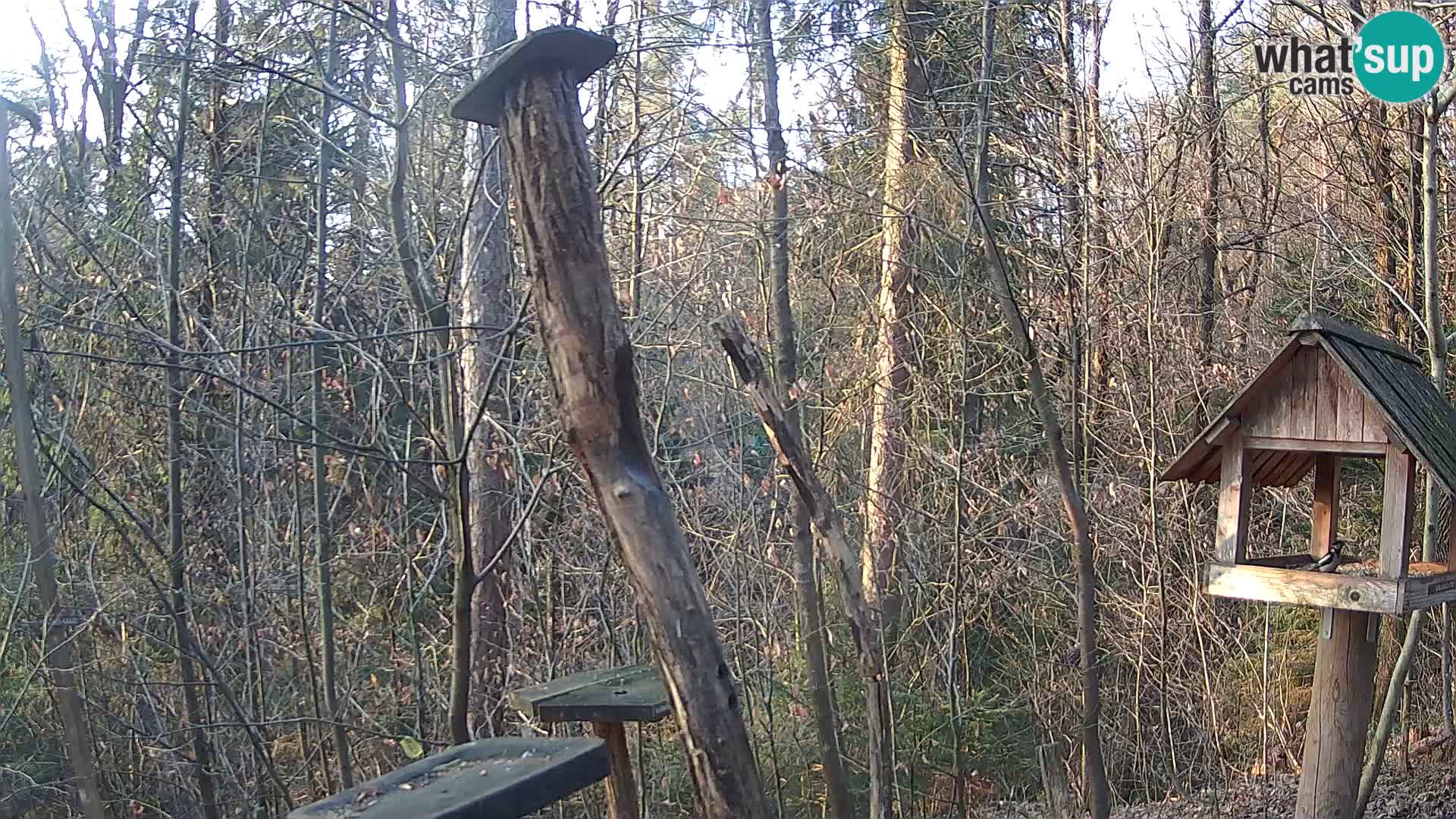 Hranilice za ptice u ZOO web kamera Ljubljana