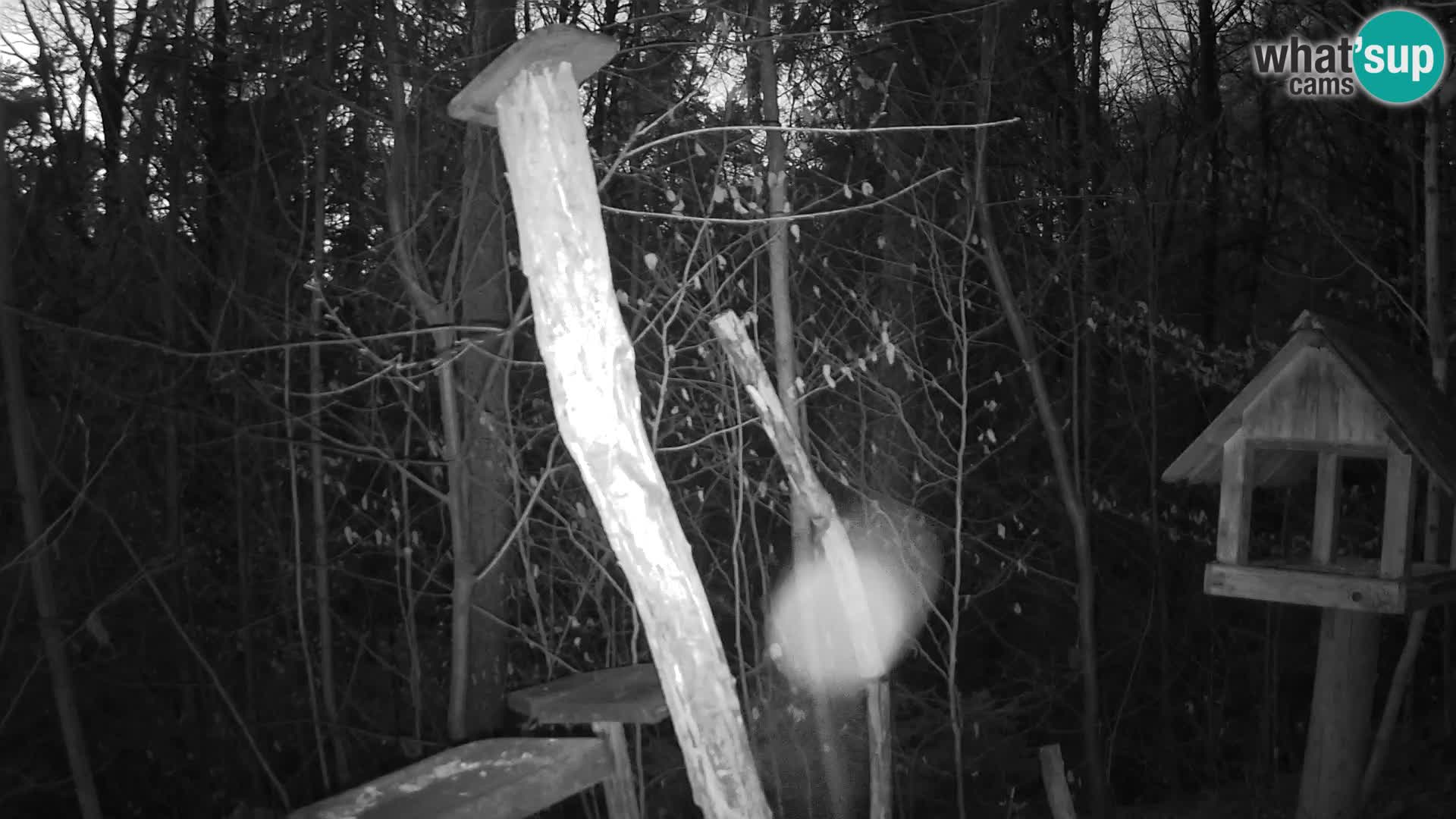 Vogelfutterhäuschen im ZOO webcam Ljubljana