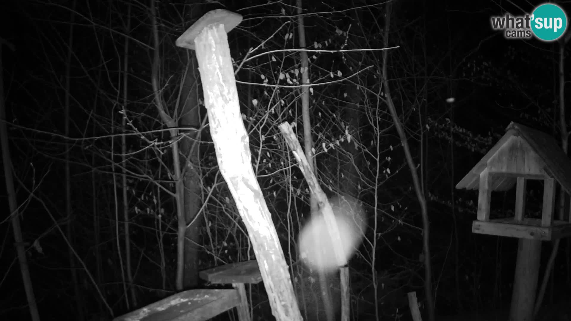 Mangiatoie per uccelli allo ZOO di Lubiana livecam