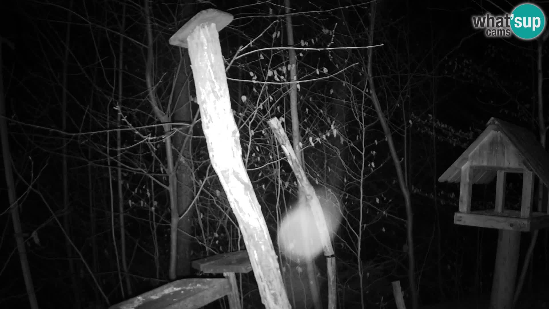 Bird feeders at ZOO Ljubljana webcam