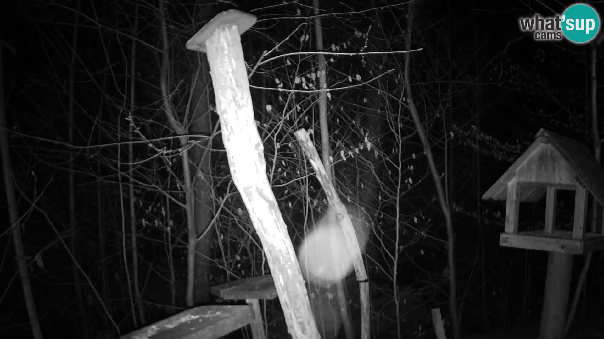 Mangeoires pour oiseaux au ZOO live webcam Ljubljana