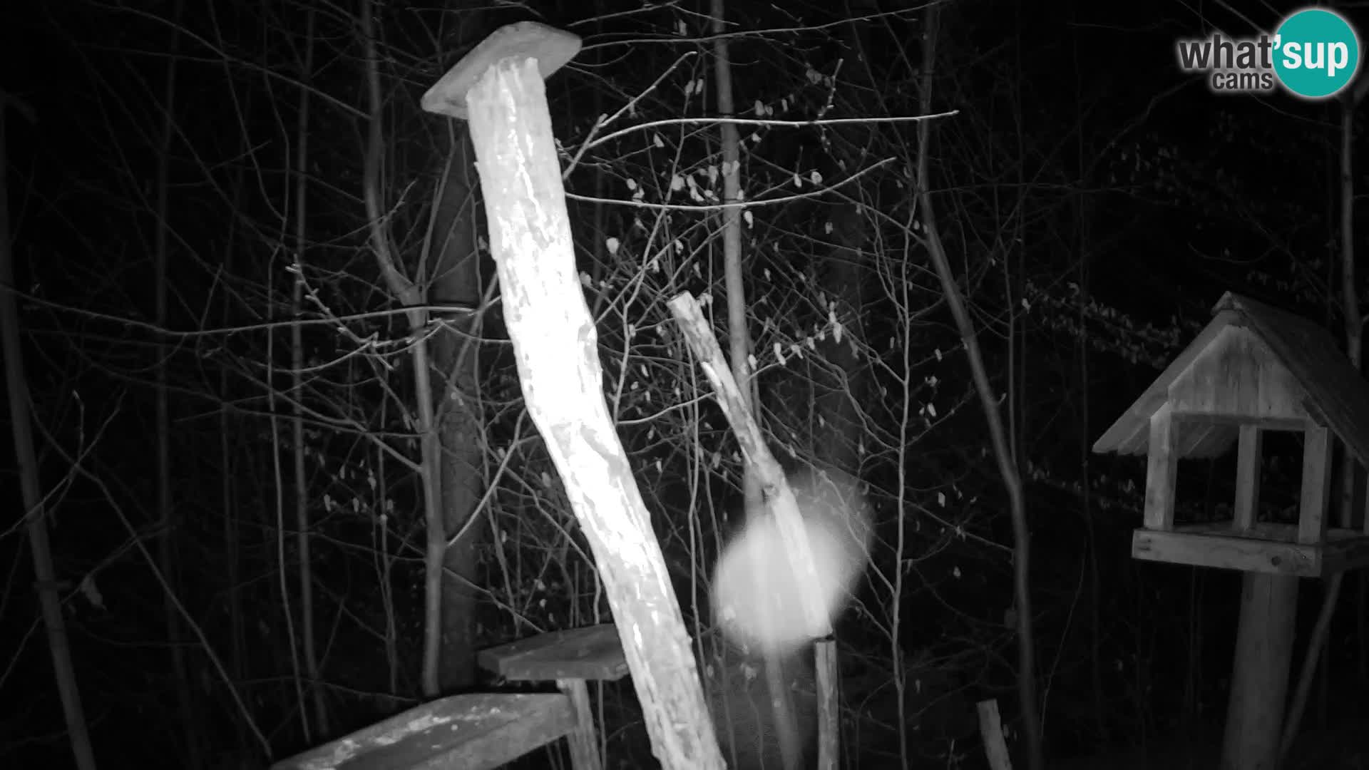 Mangiatoie per uccelli allo ZOO di Lubiana livecam