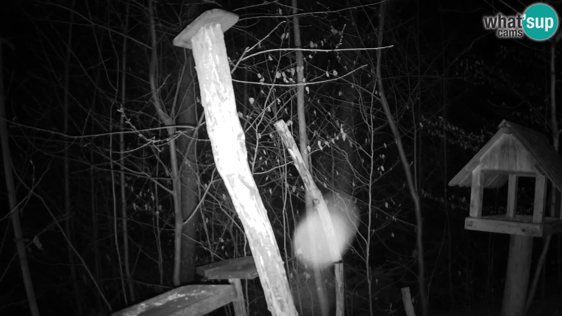 Bird feeders at ZOO Ljubljana webcam