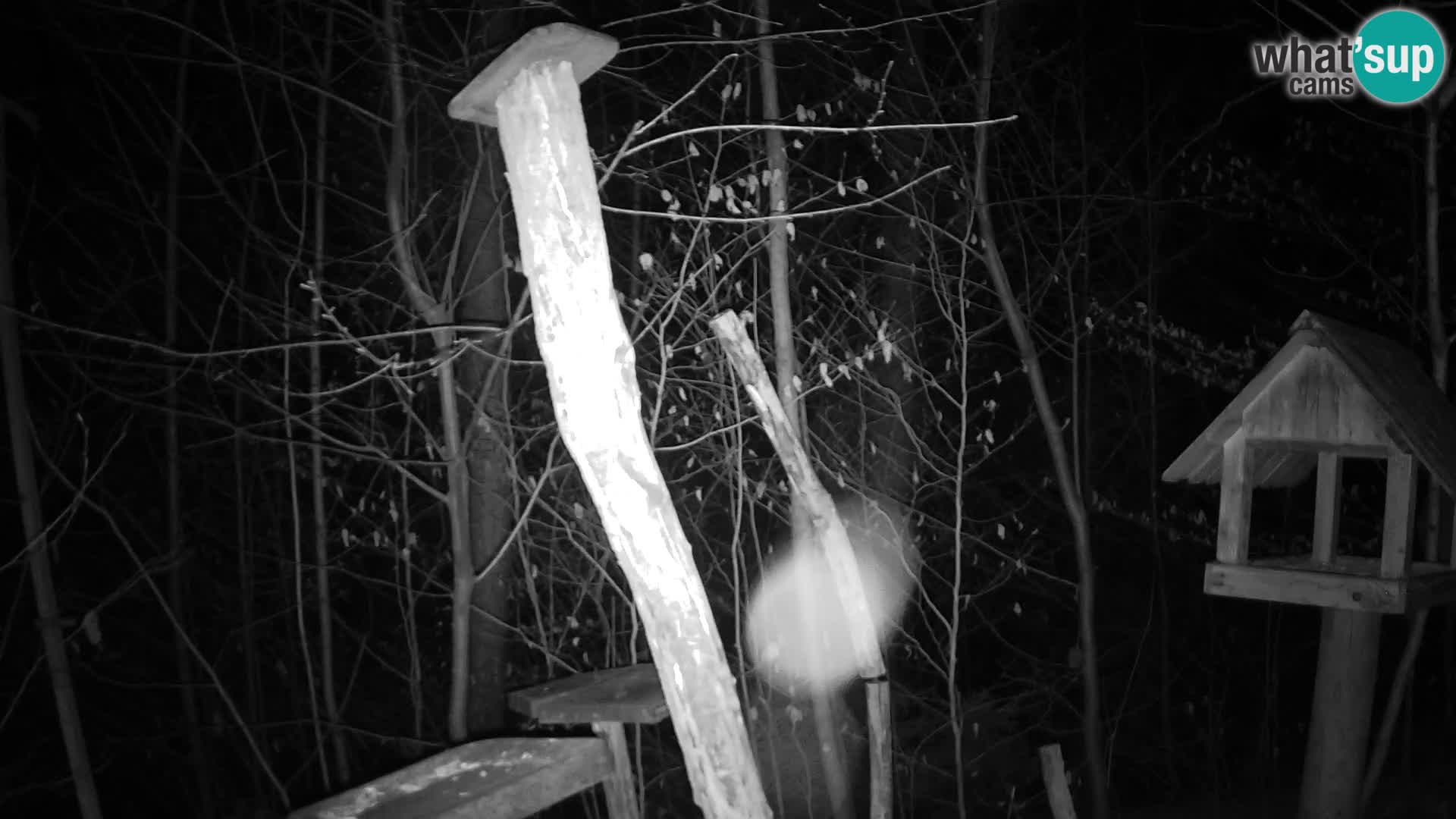 Mangeoires pour oiseaux au ZOO live webcam Ljubljana