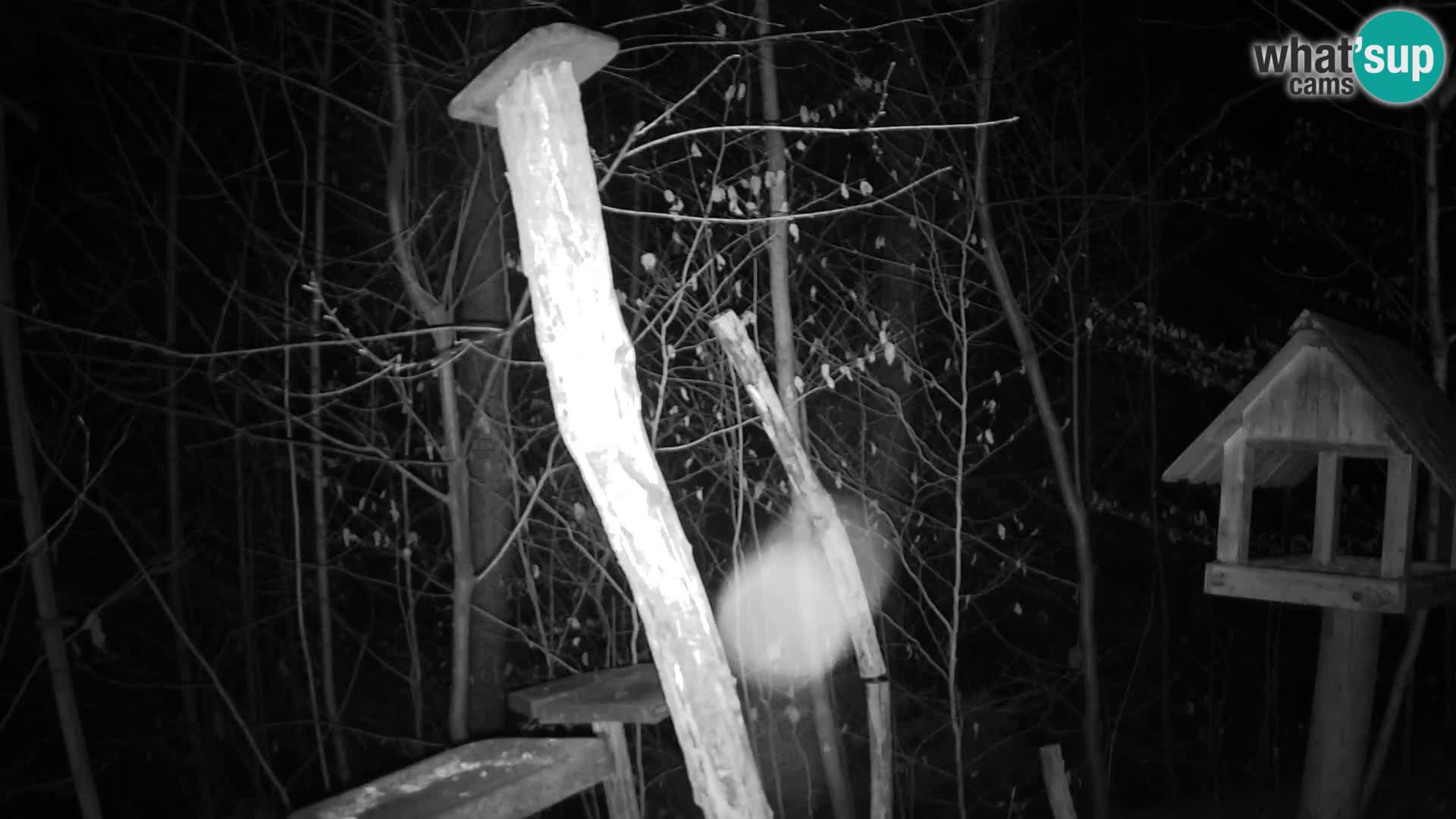 Mangiatoie per uccelli allo ZOO di Lubiana livecam