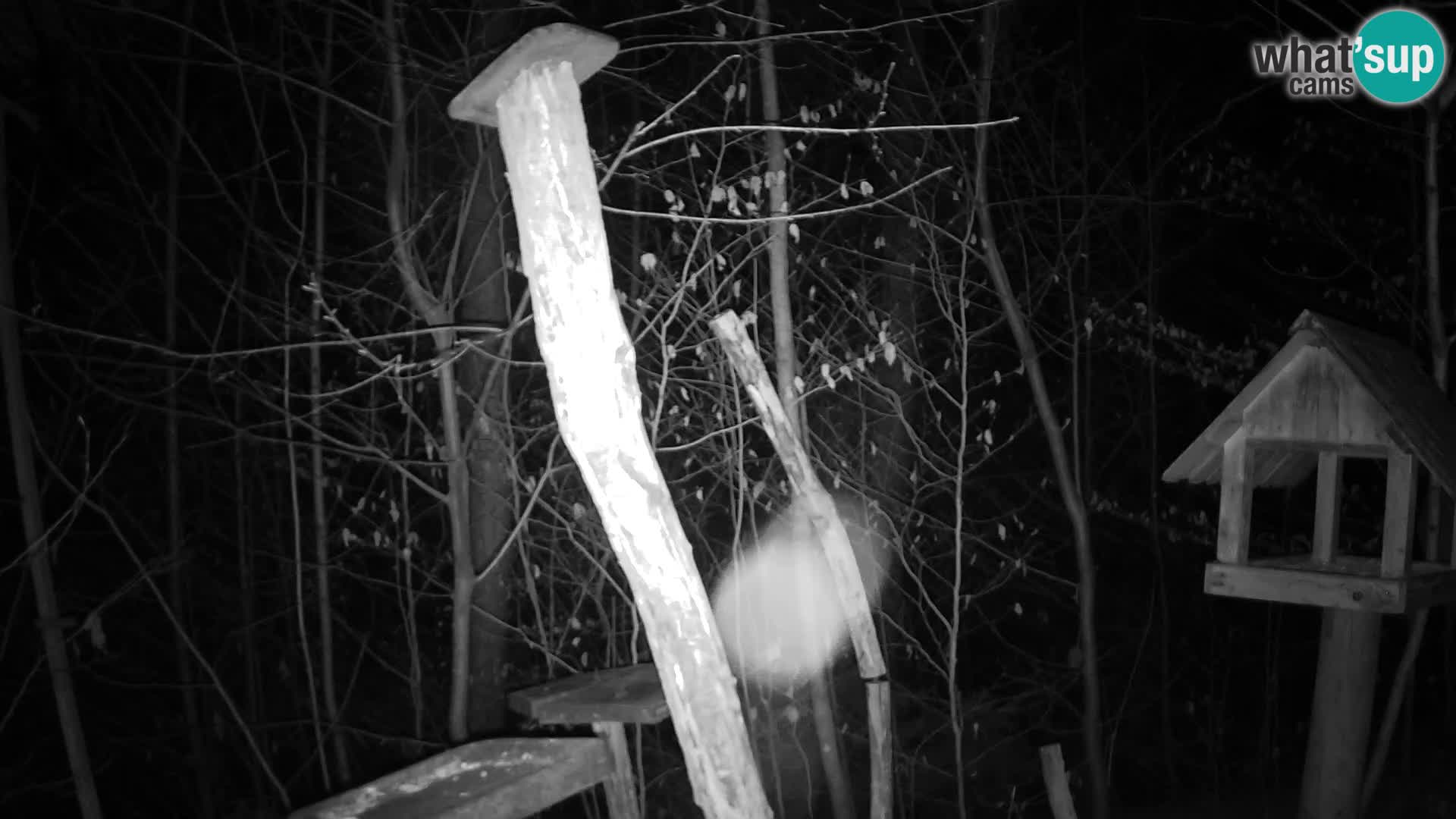 Mangiatoie per uccelli allo ZOO di Lubiana livecam