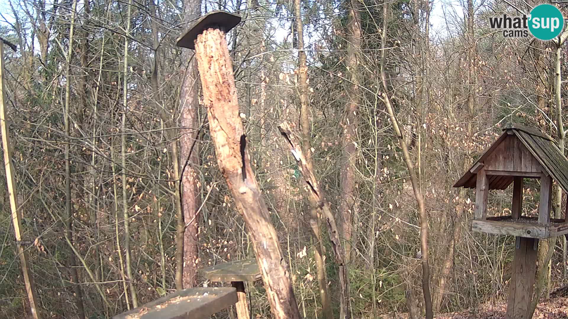 Hranilice za ptice u ZOO web kamera Ljubljana